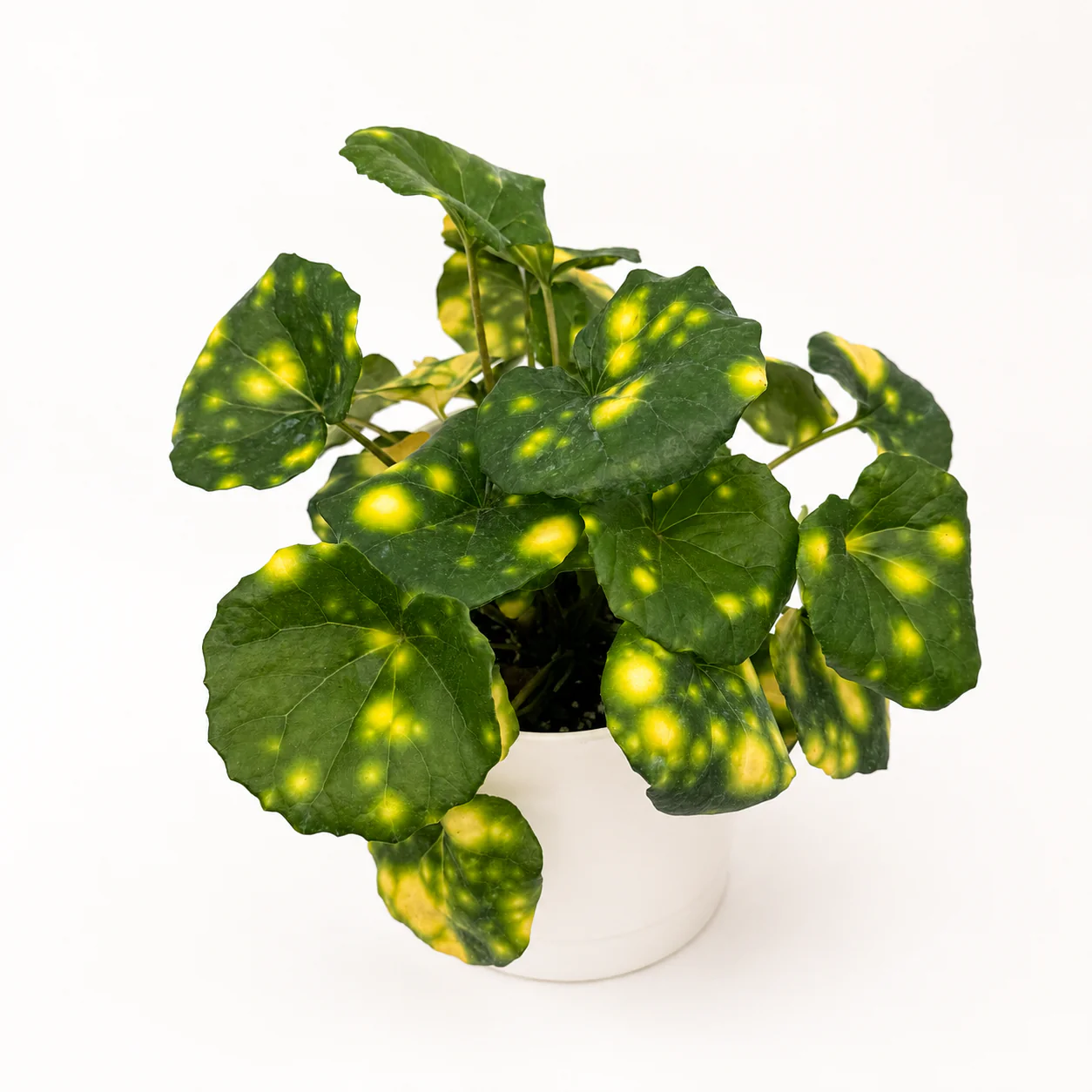 Farfugium 'Firefly'