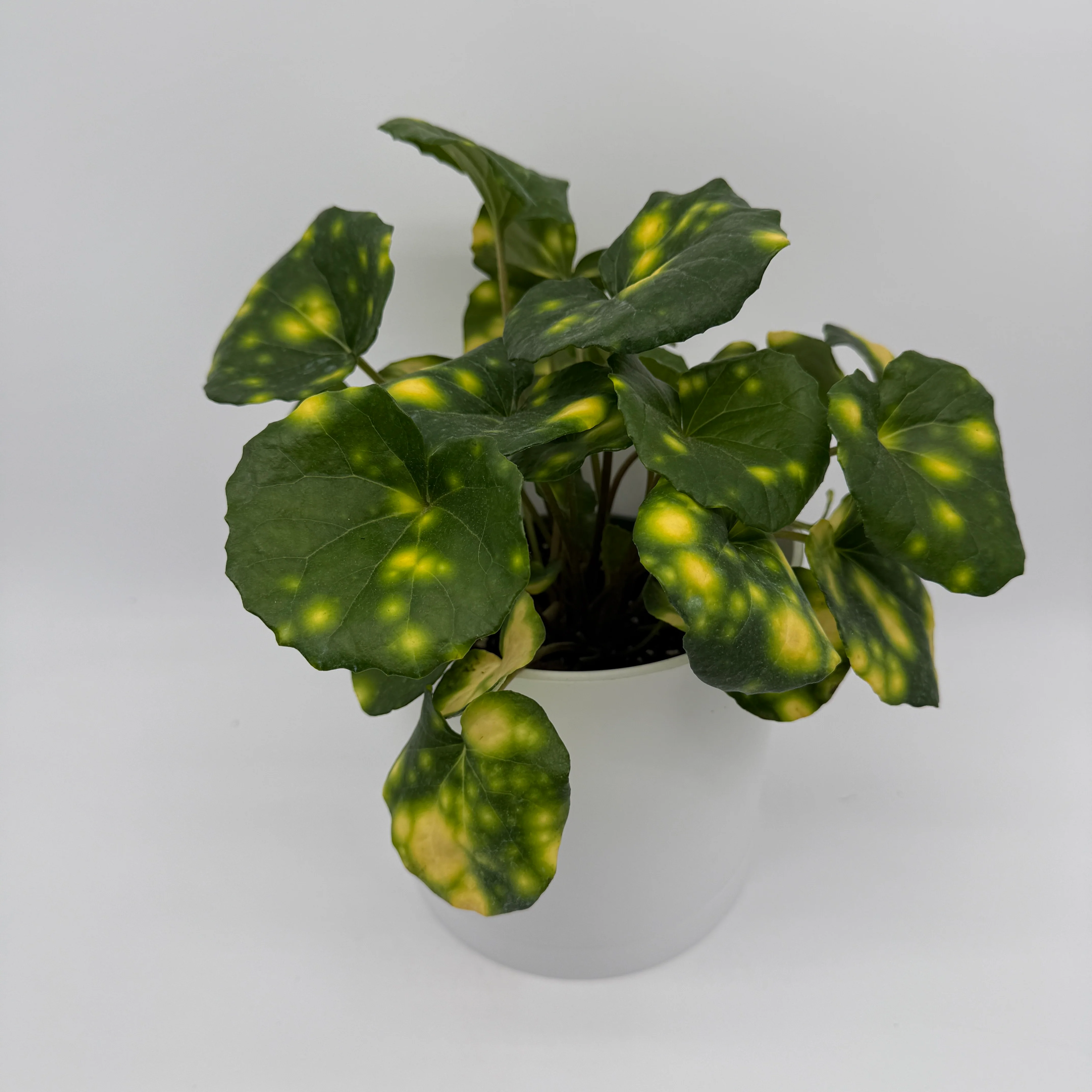 Farfugium 'Firefly' - Image 2