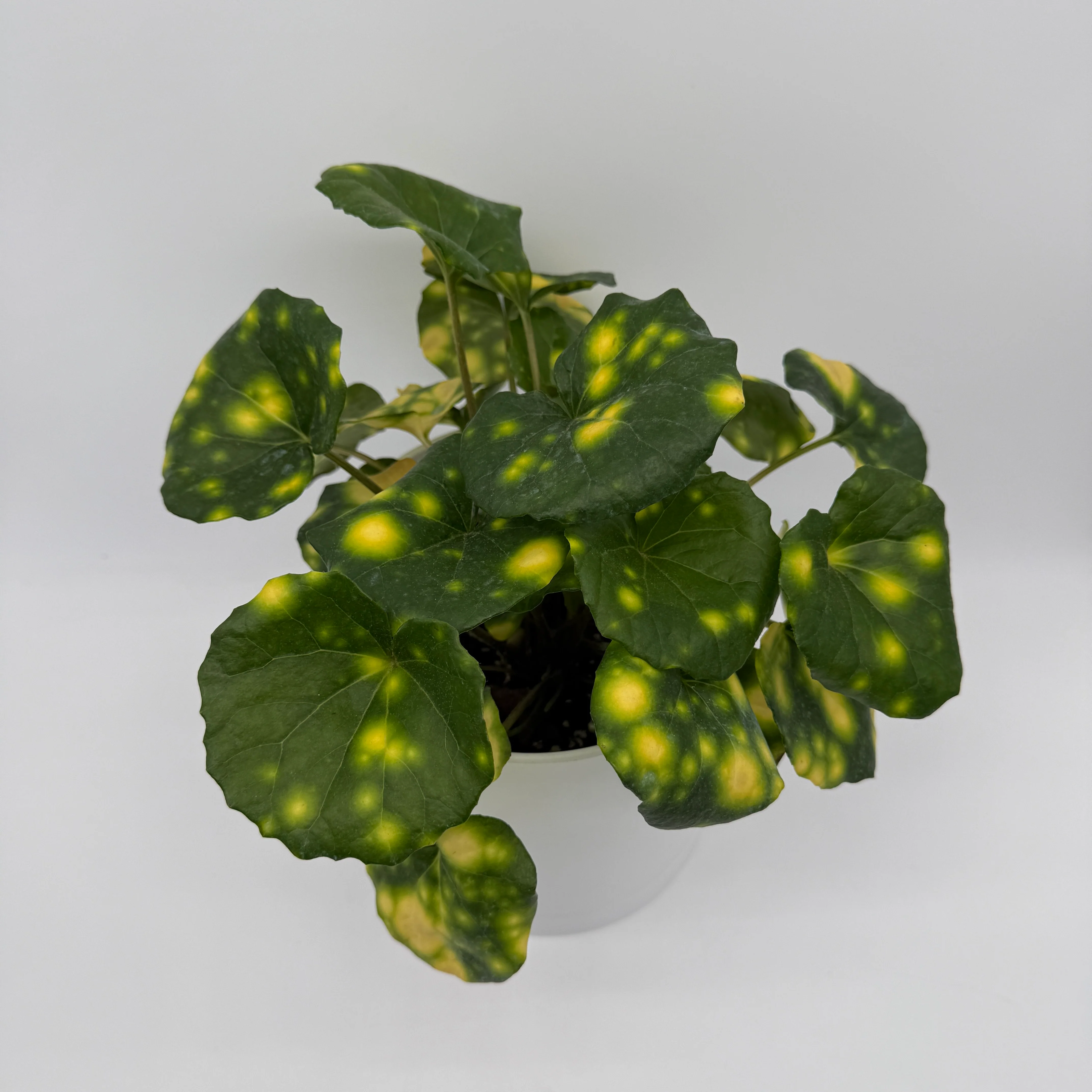 Farfugium 'Firefly' - Image 3