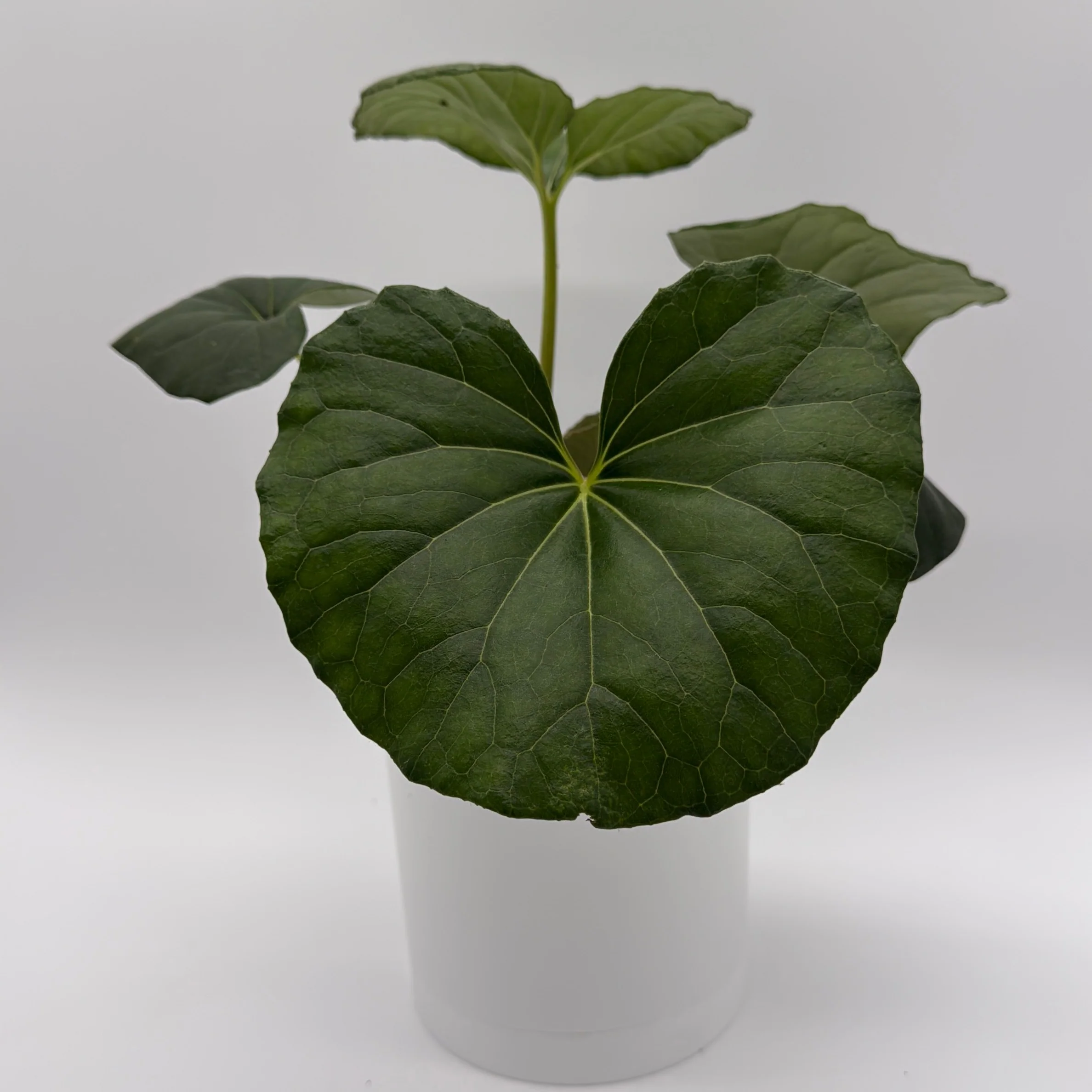 Farfugium Japonicum Giganteum - Image 2