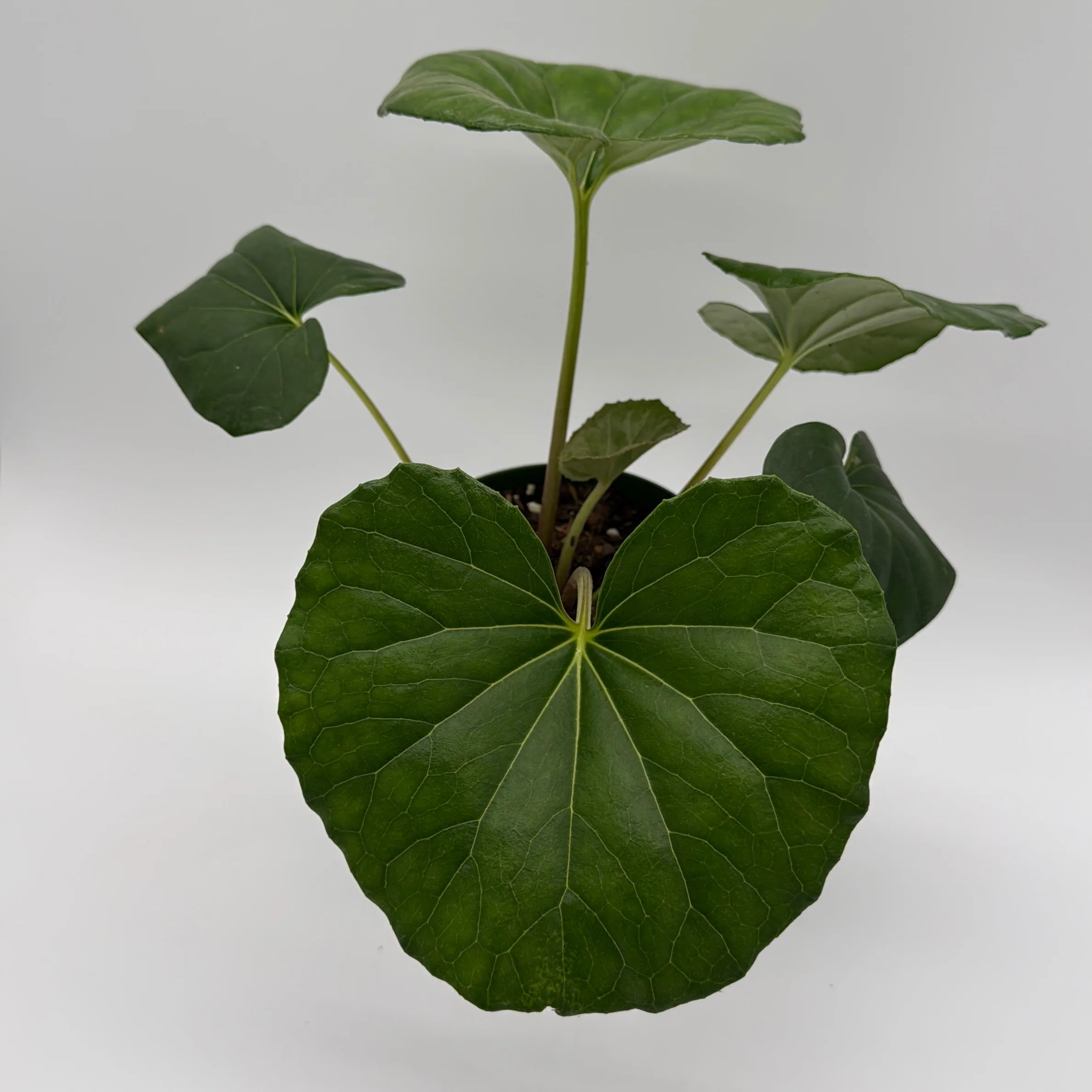 Farfugium Japonicum Giganteum - Image 3