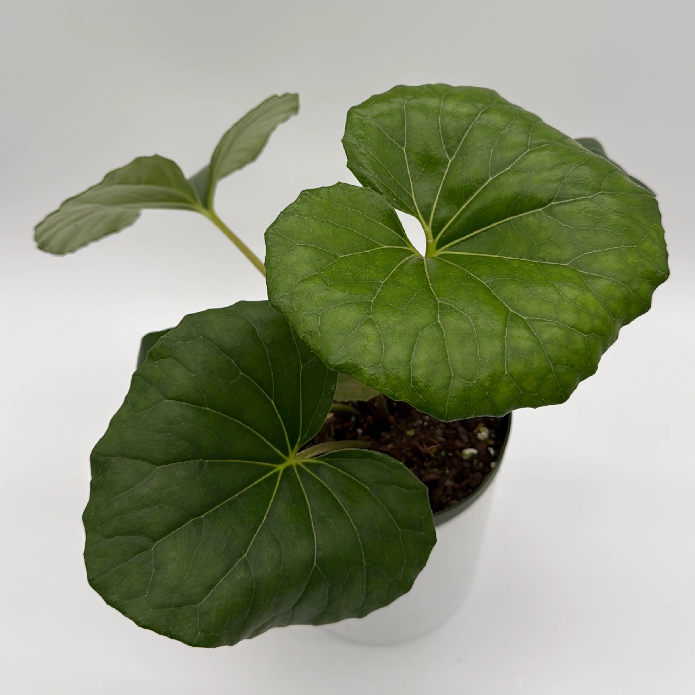 Farfugium Japonicum Giganteum - Image 4