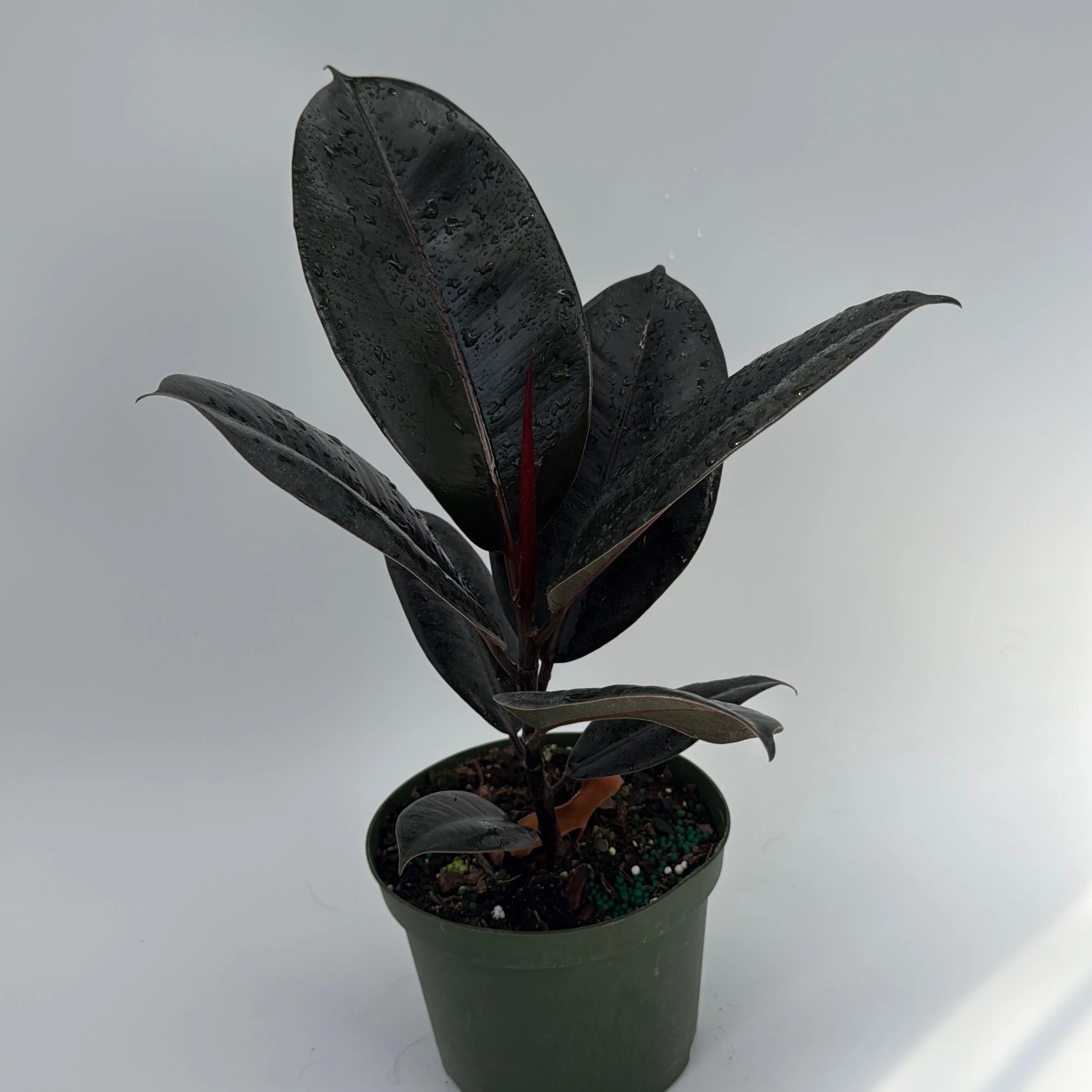 Ficus Elastica Burgundy - Image 10