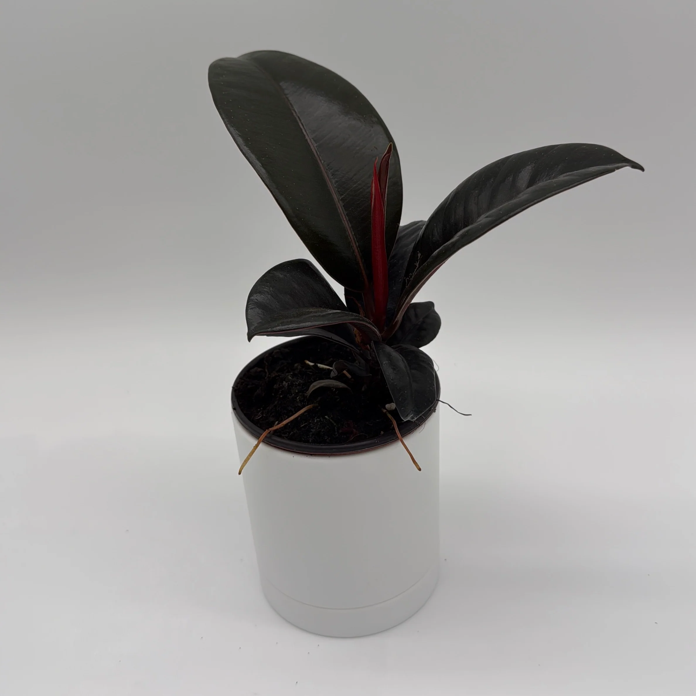 Ficus Elastica Burgundy - Image 3
