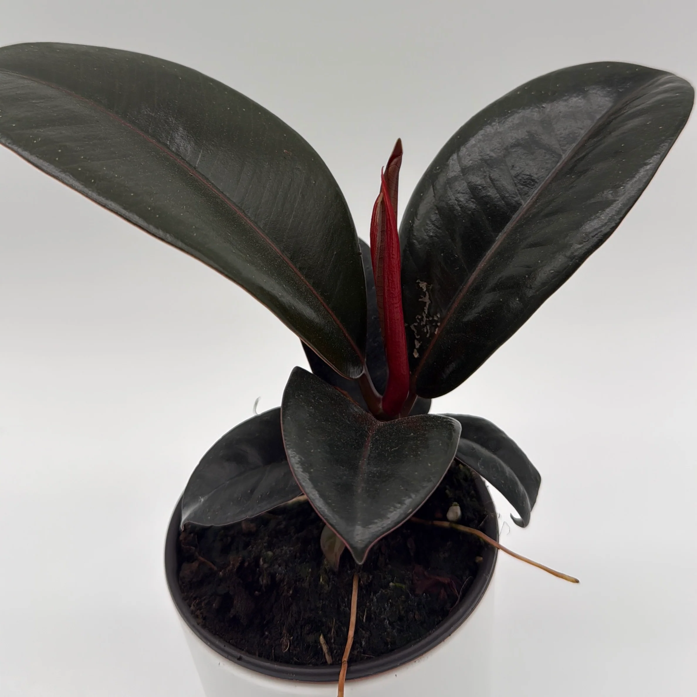 Ficus Elastica Burgundy - Image 4
