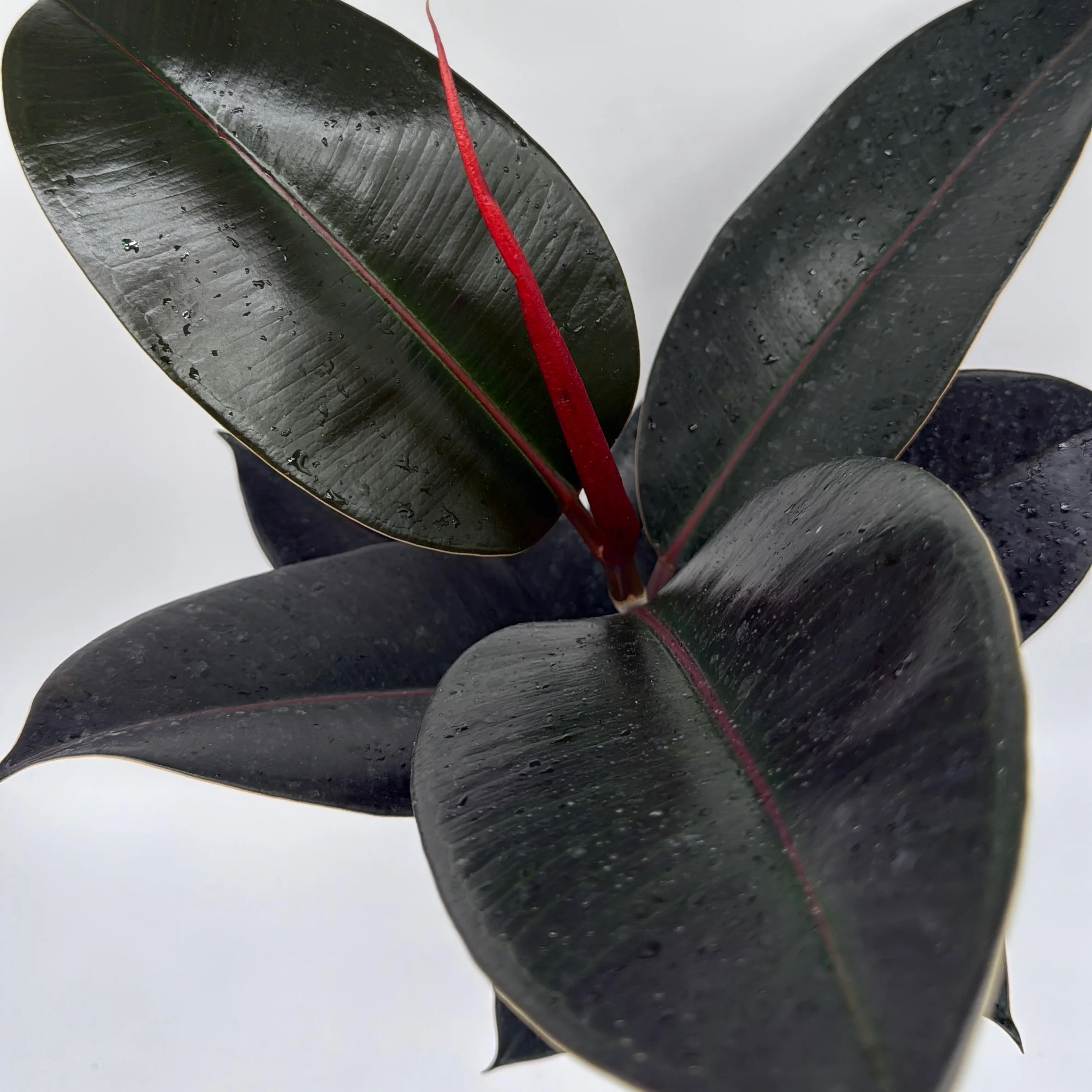 Ficus Elastica Burgundy - Image 6
