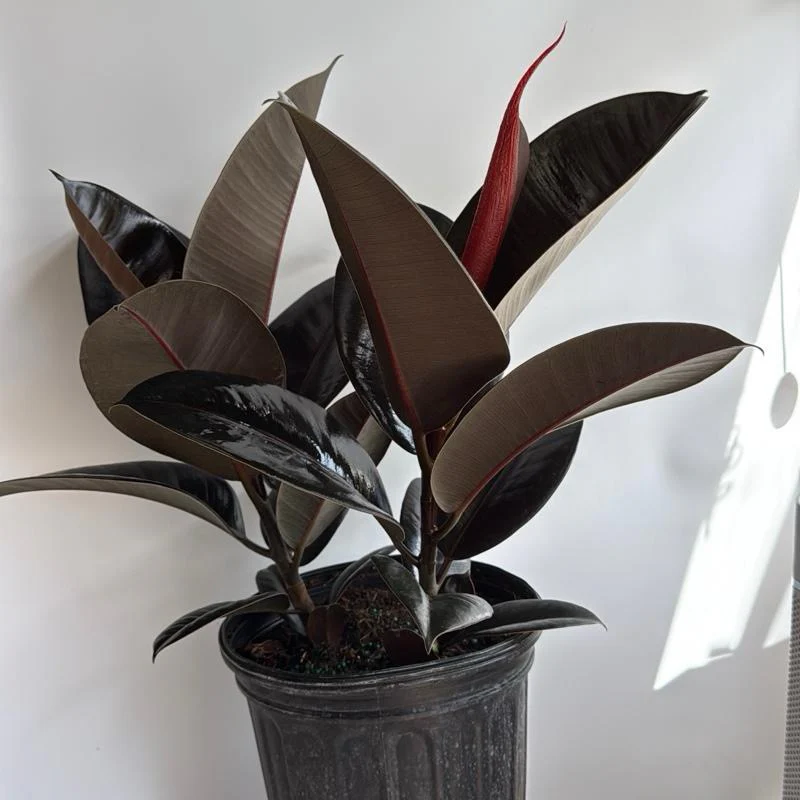 Ficus Elastica Burgundy - Image 9