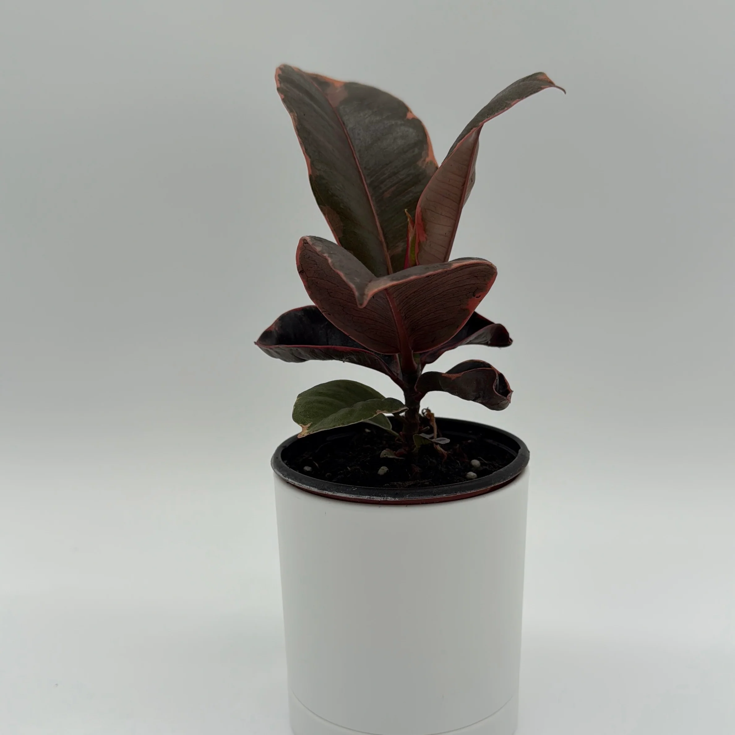 Ficus Elastica Ruby - Image 2