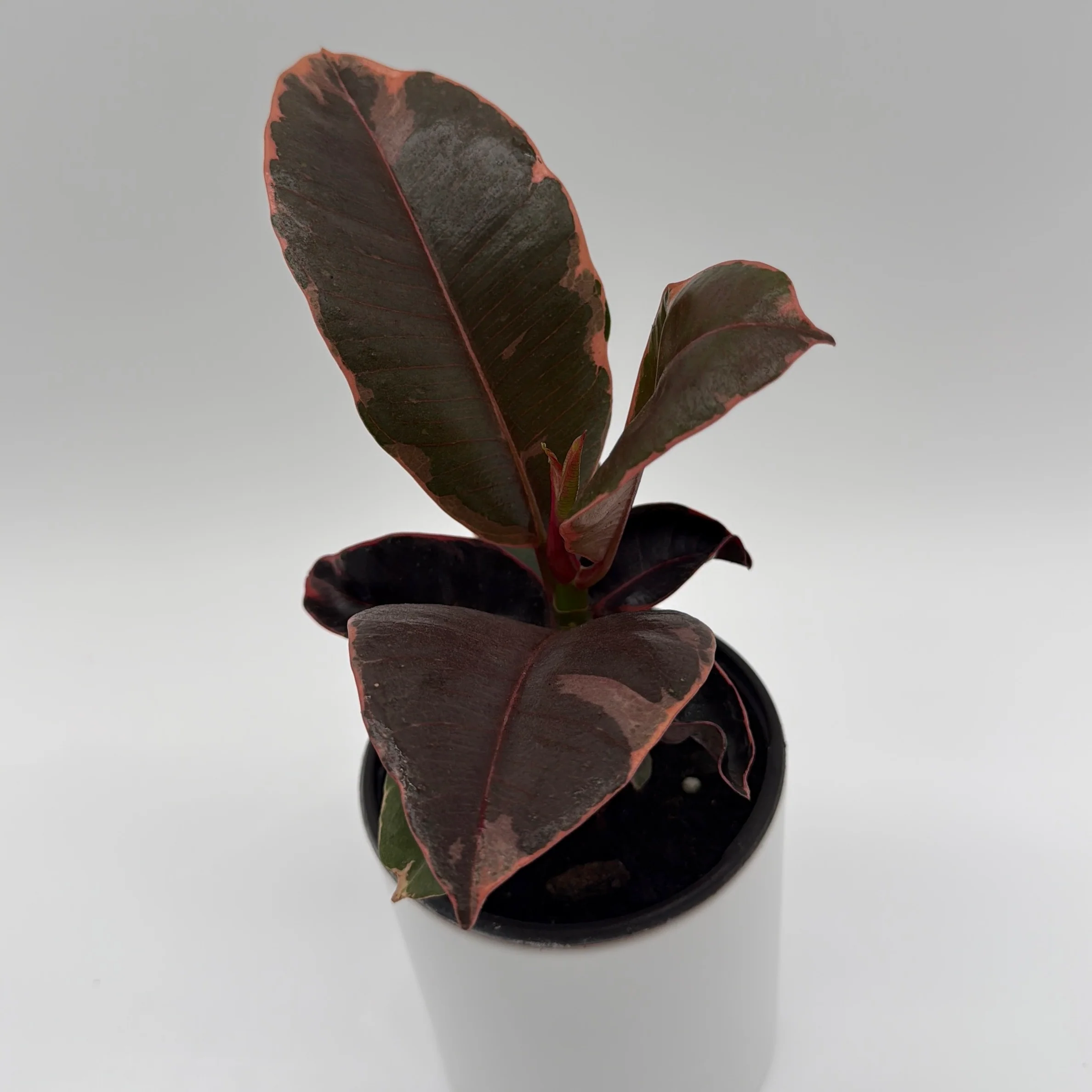 Ficus Elastica Ruby - Image 3
