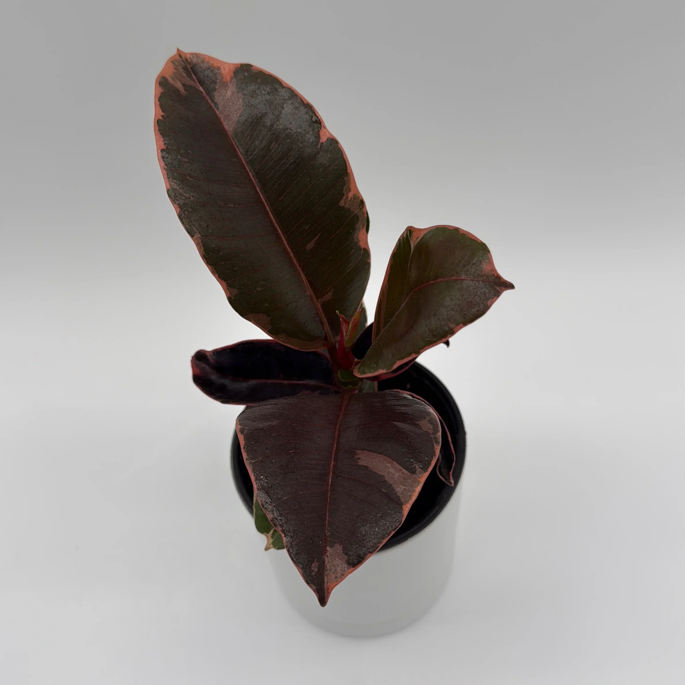 Ficus Elastica Ruby - Image 4