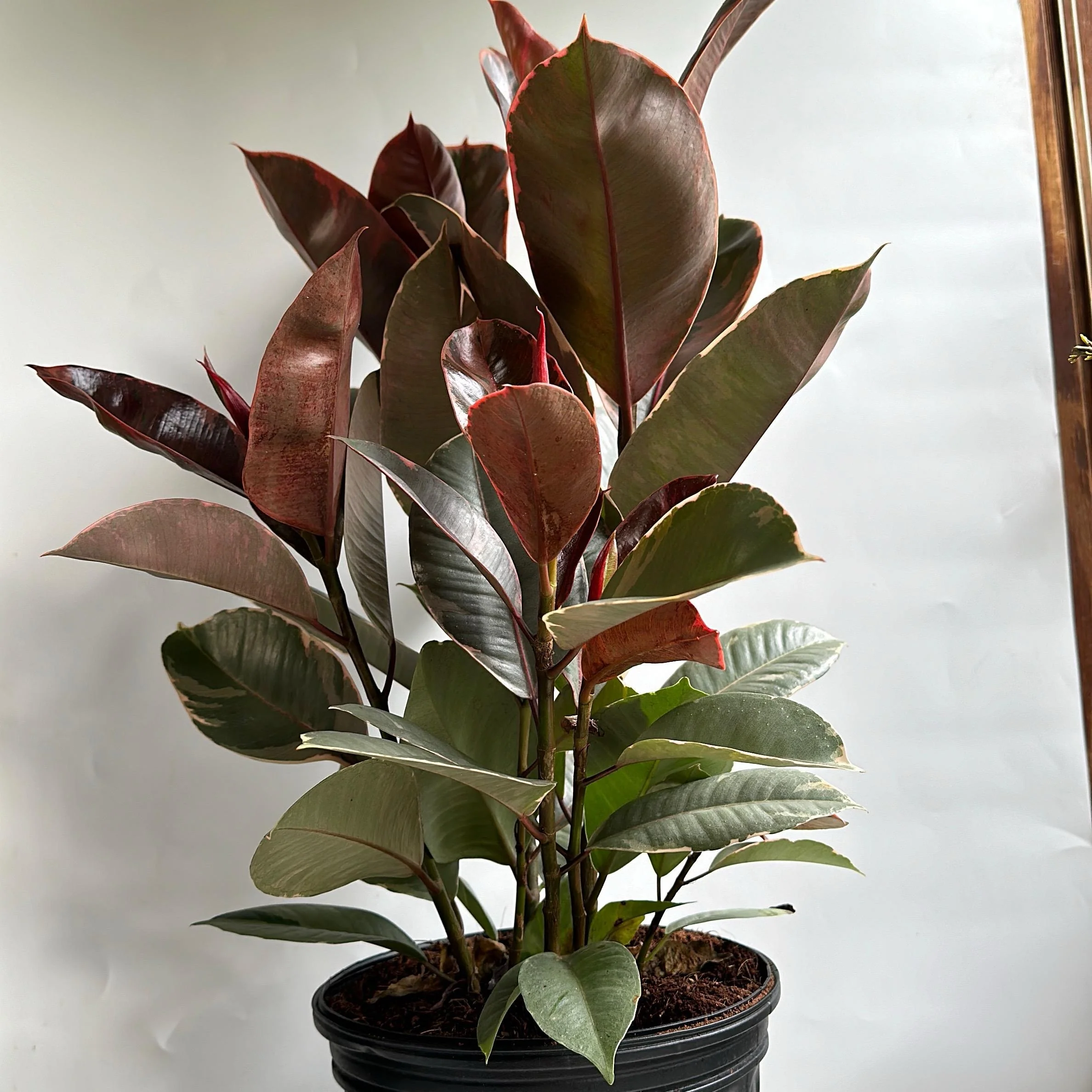 Ficus Elastica Ruby - Image 5