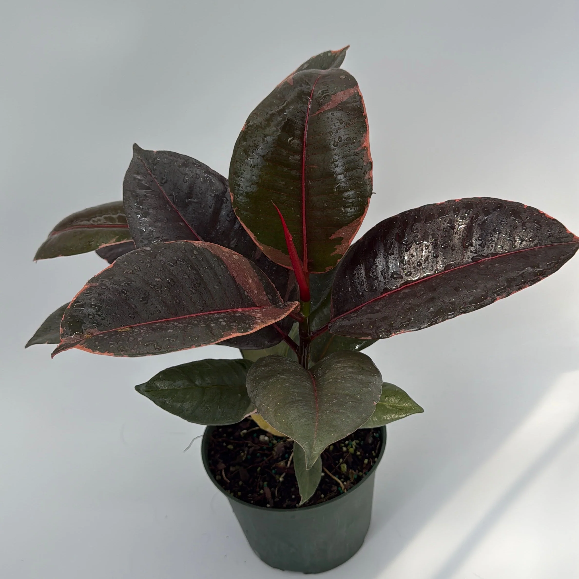 Ficus Elastica Ruby - Image 6