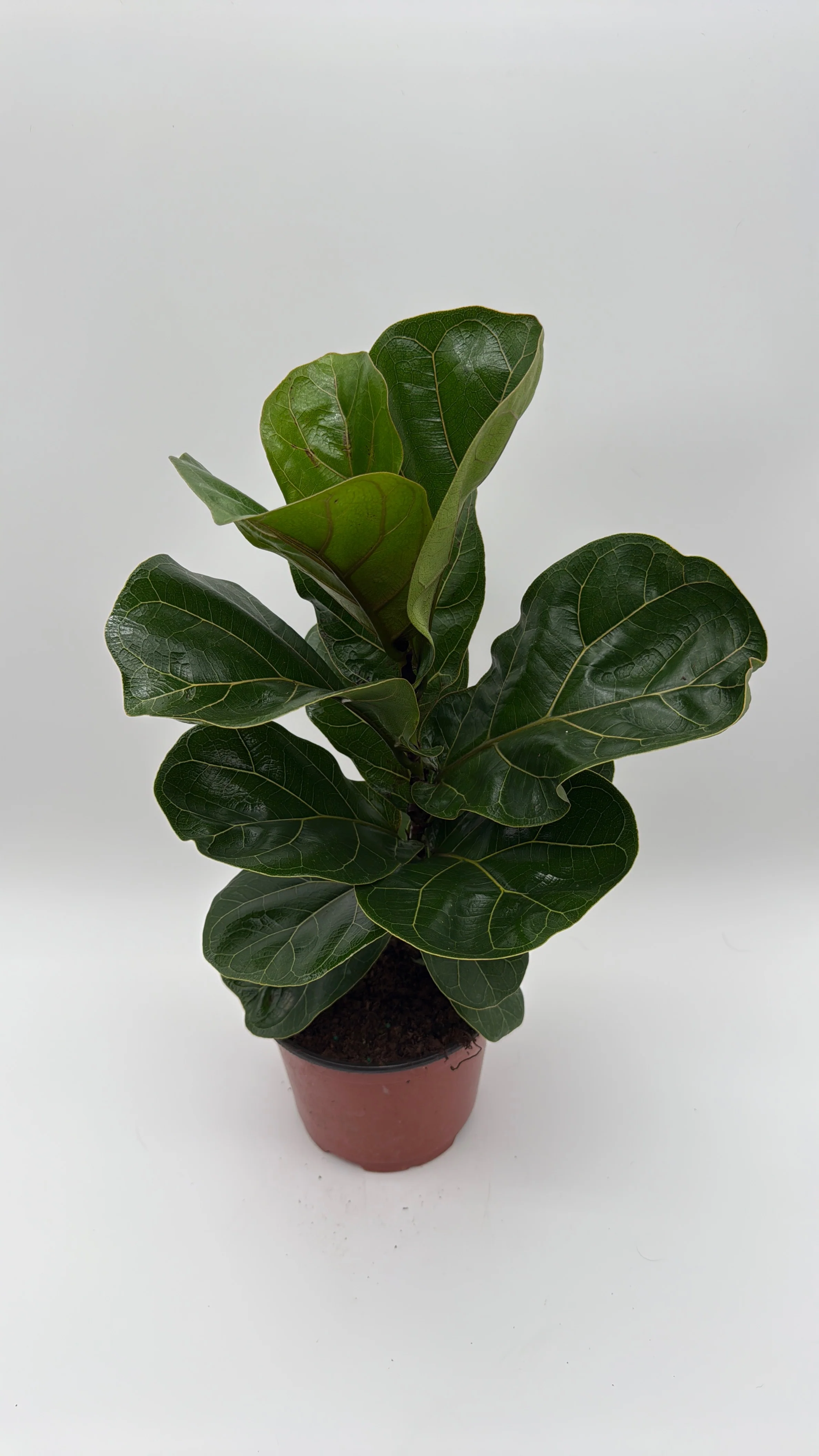 Ficus Fiddle Leaf Fig - Image 3