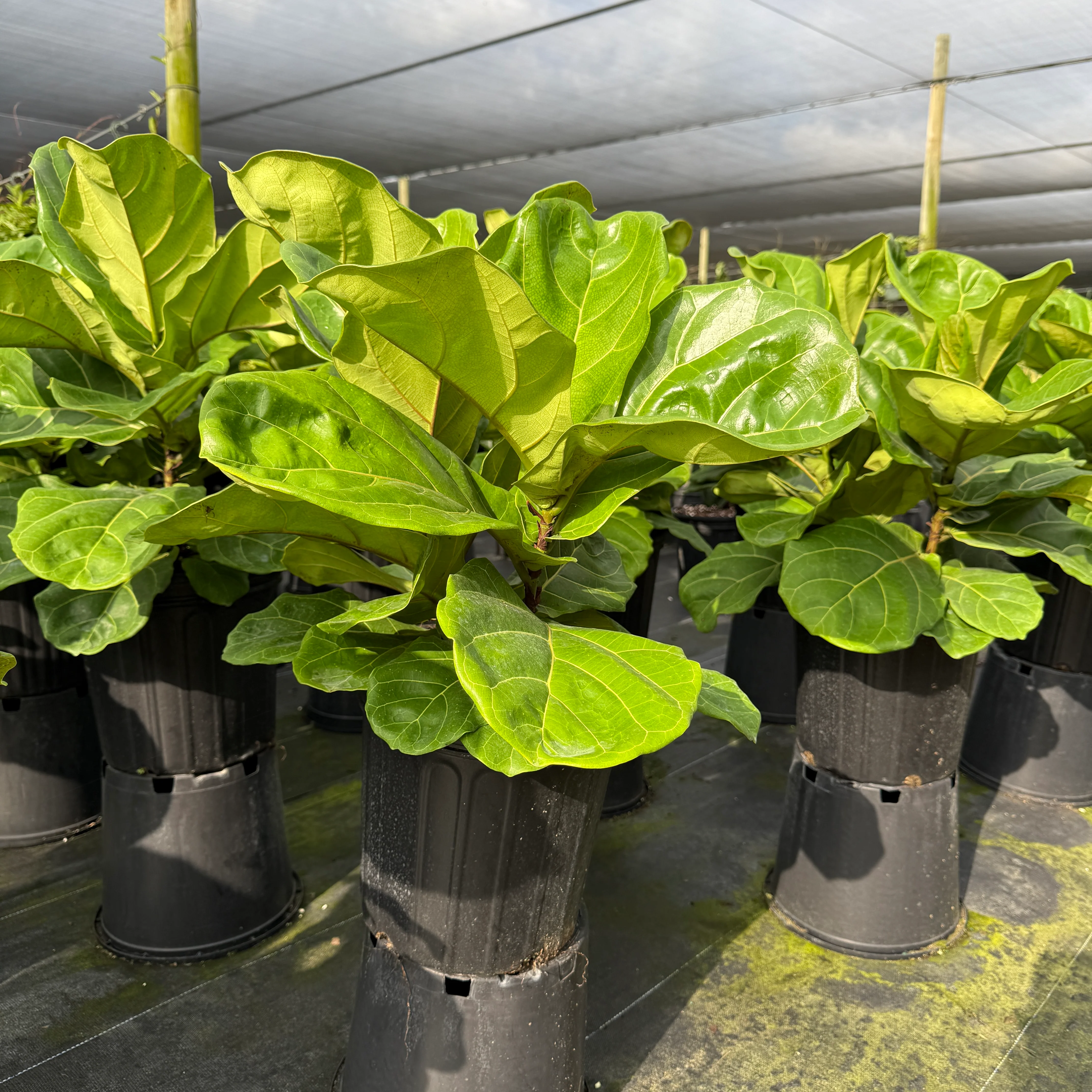 Ficus Fiddle Leaf Fig - Image 4