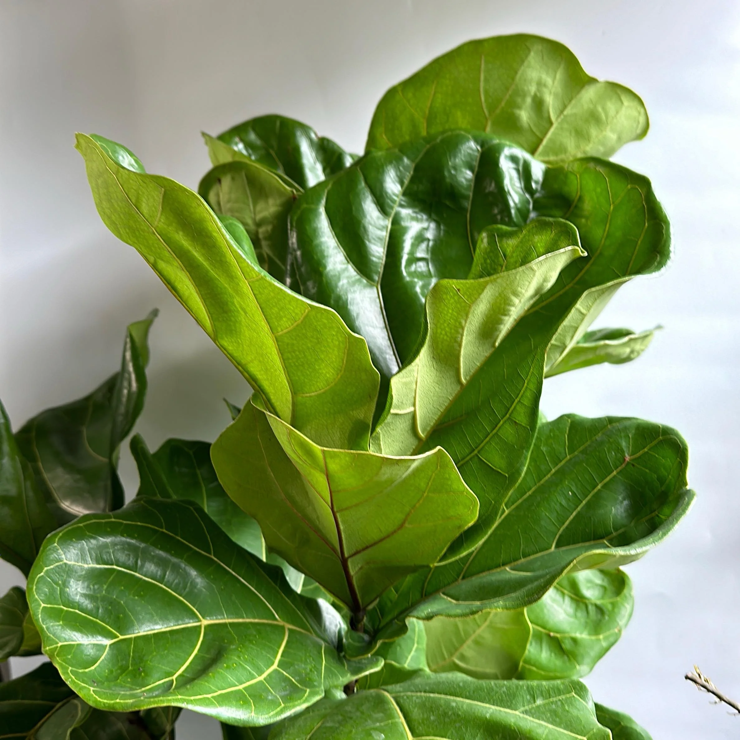 Ficus Fiddle Leaf Fig - Image 5
