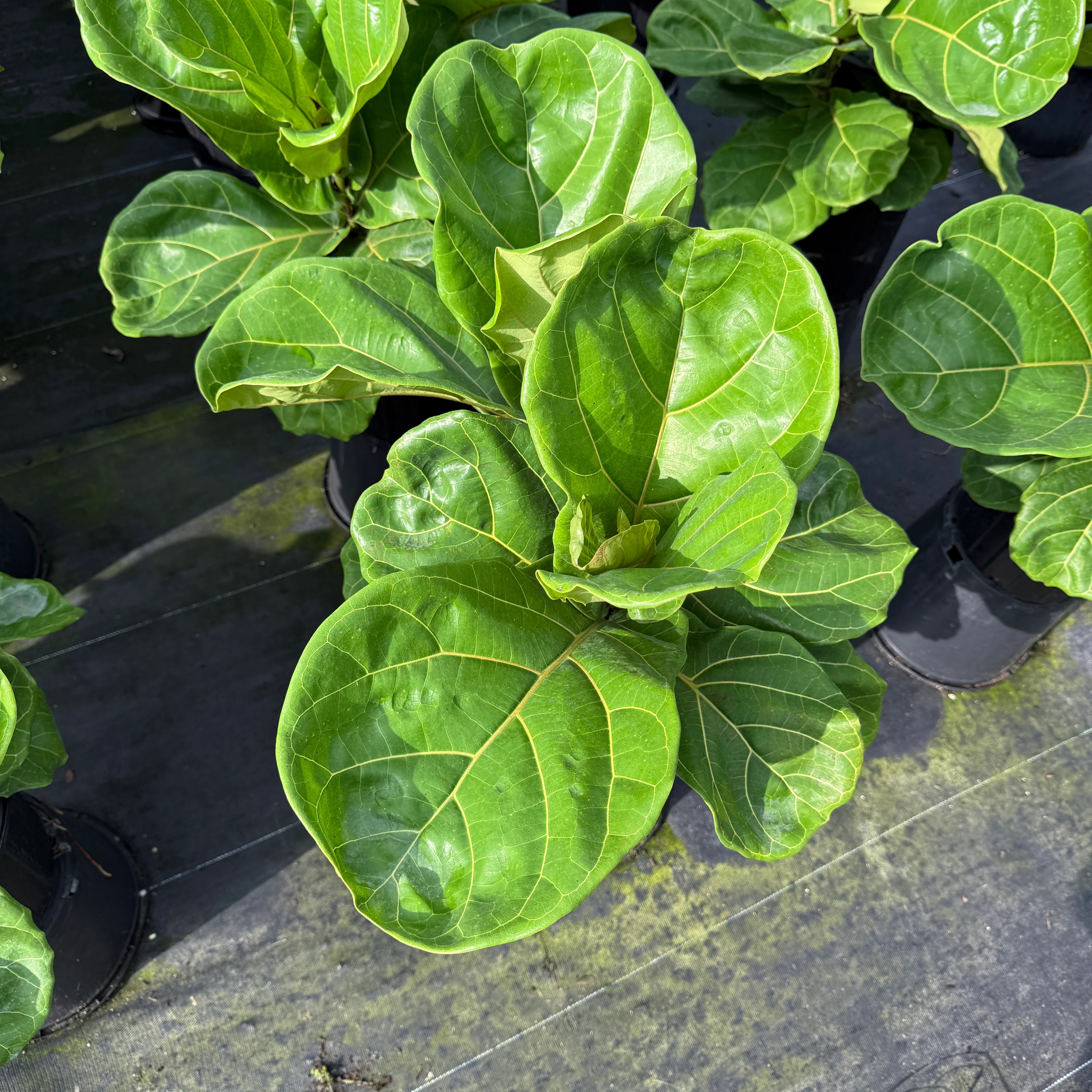 Ficus Fiddle Leaf Fig - Image 6