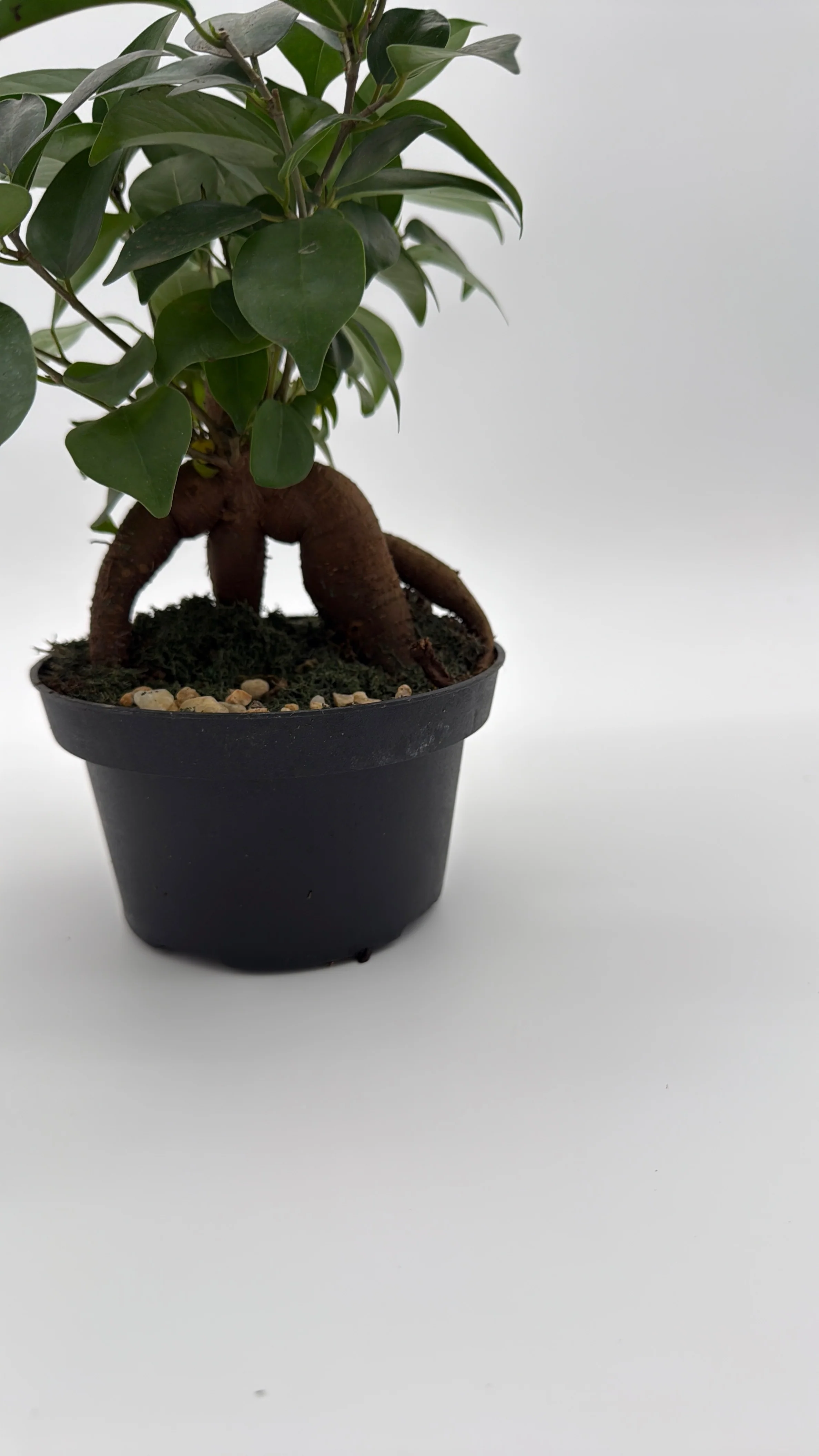 Ficus Ginseng Pre Bonsai - Image 3