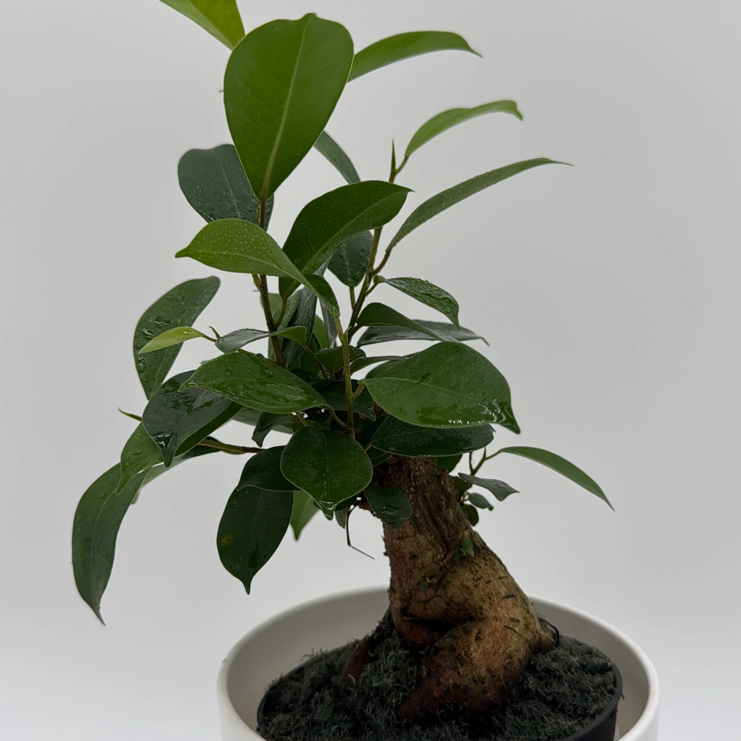 Ficus Ginseng Pre Bonsai - Image 4