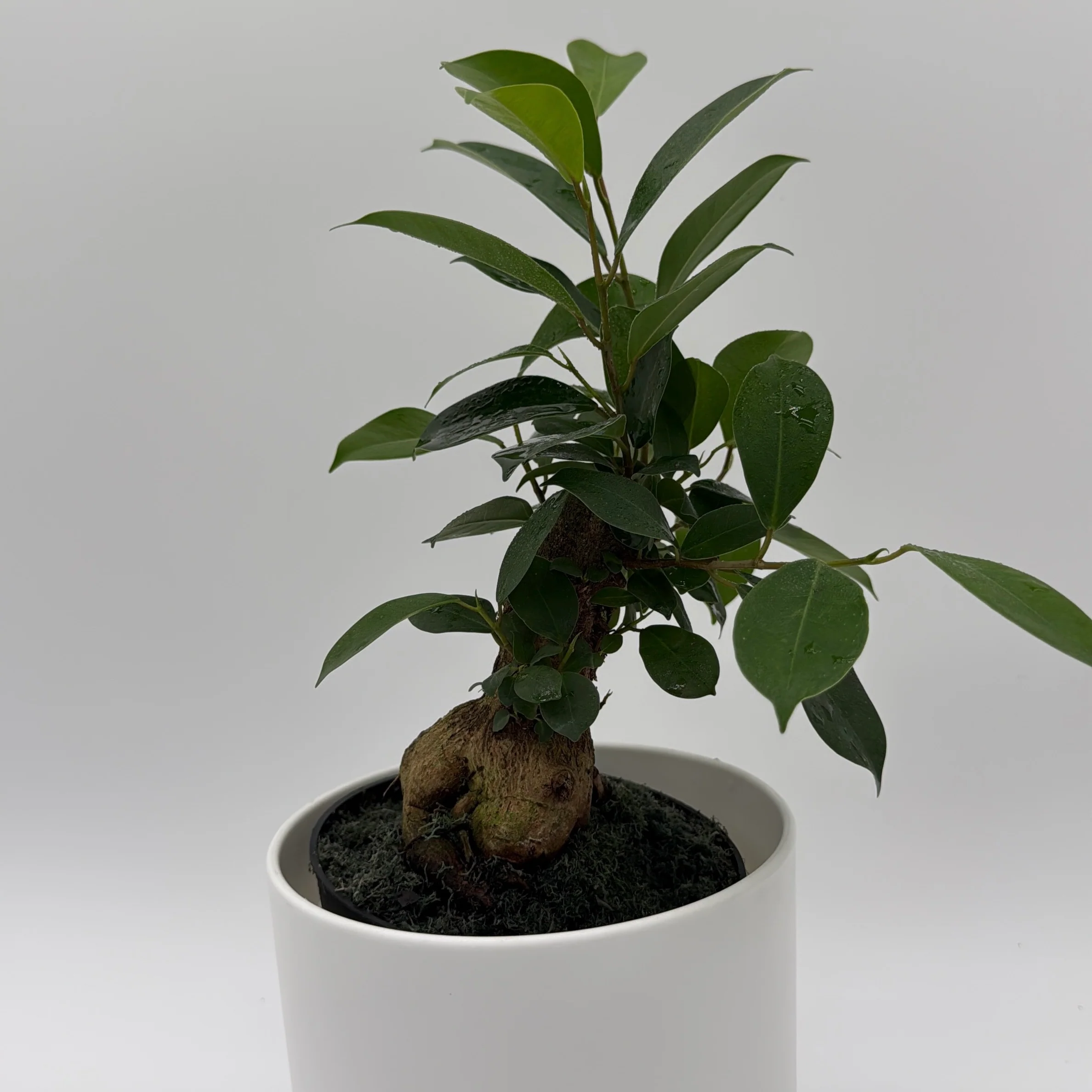 Ficus Ginseng Pre Bonsai - Image 5