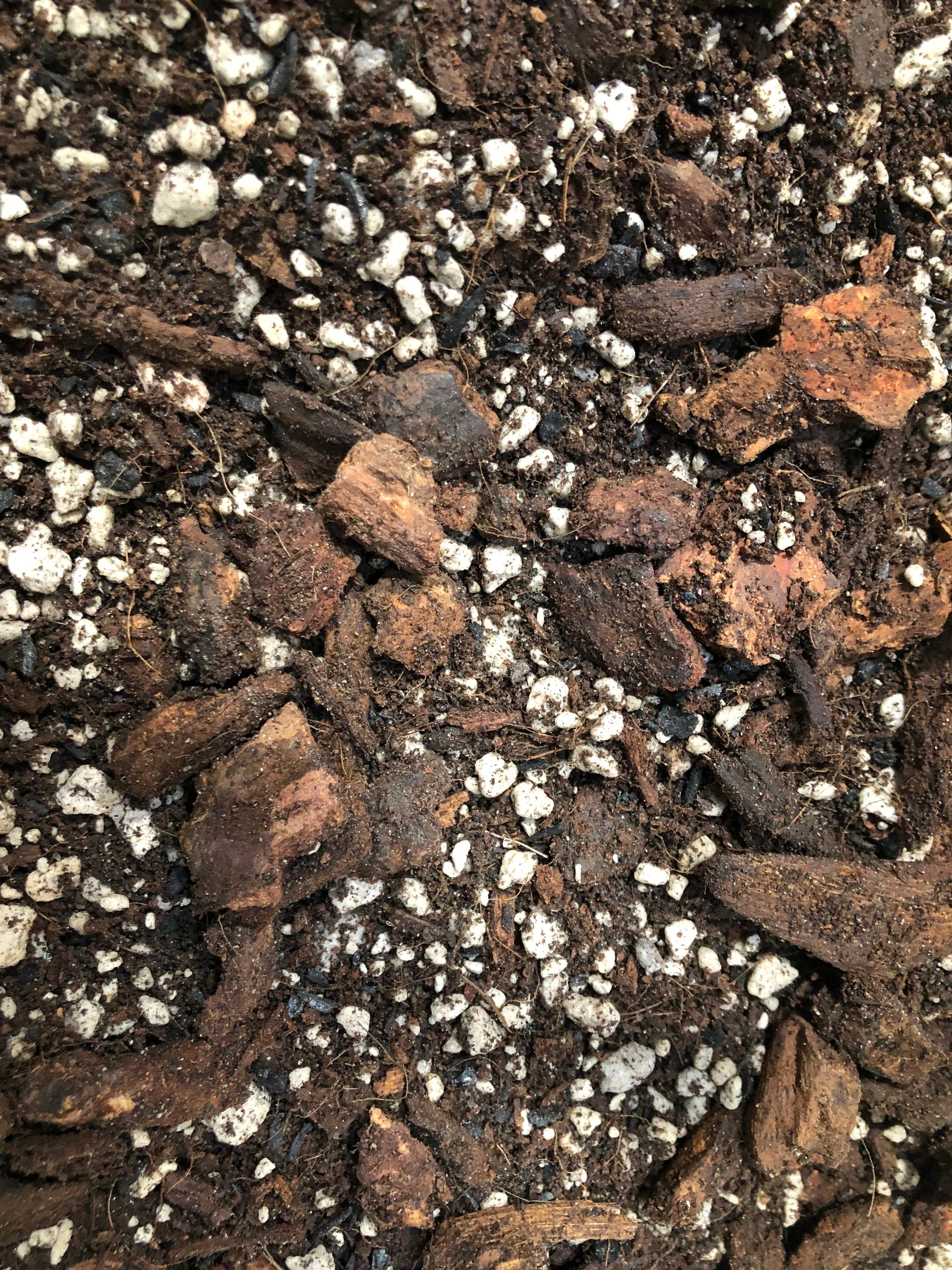 Ficus Premium Potting Mix - Image 3