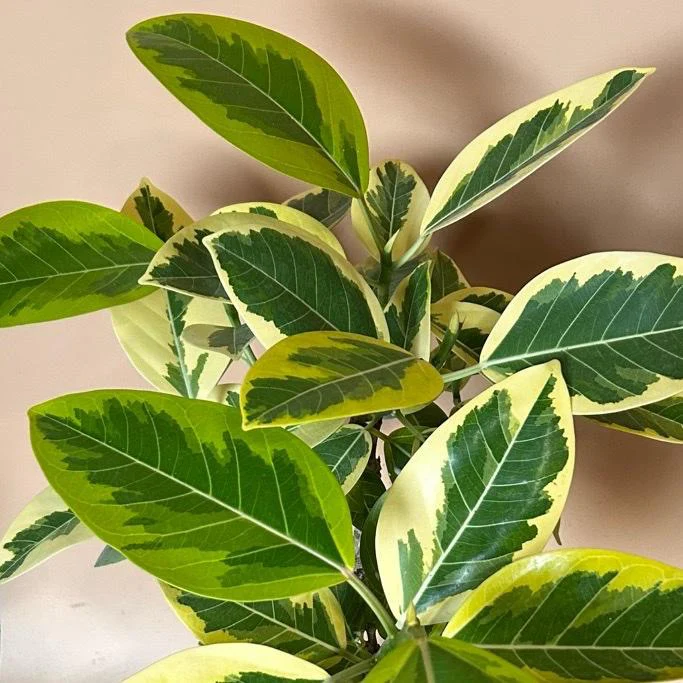 Ficus ‘Yellow Gem’ - Image 3