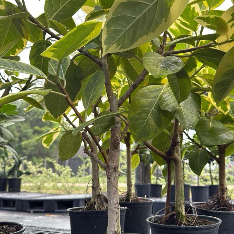 Ficus ‘Yellow Gem’ - Image 4