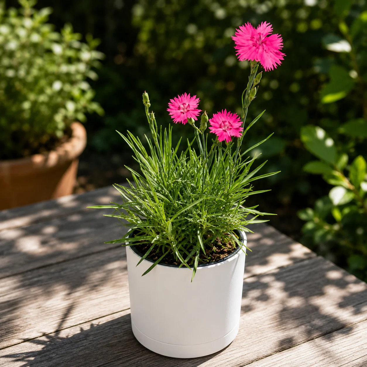 Firewitch Dianthus