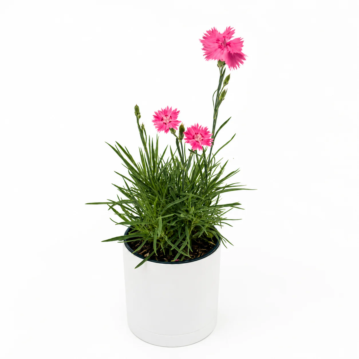 Firewitch Dianthus - Image 2