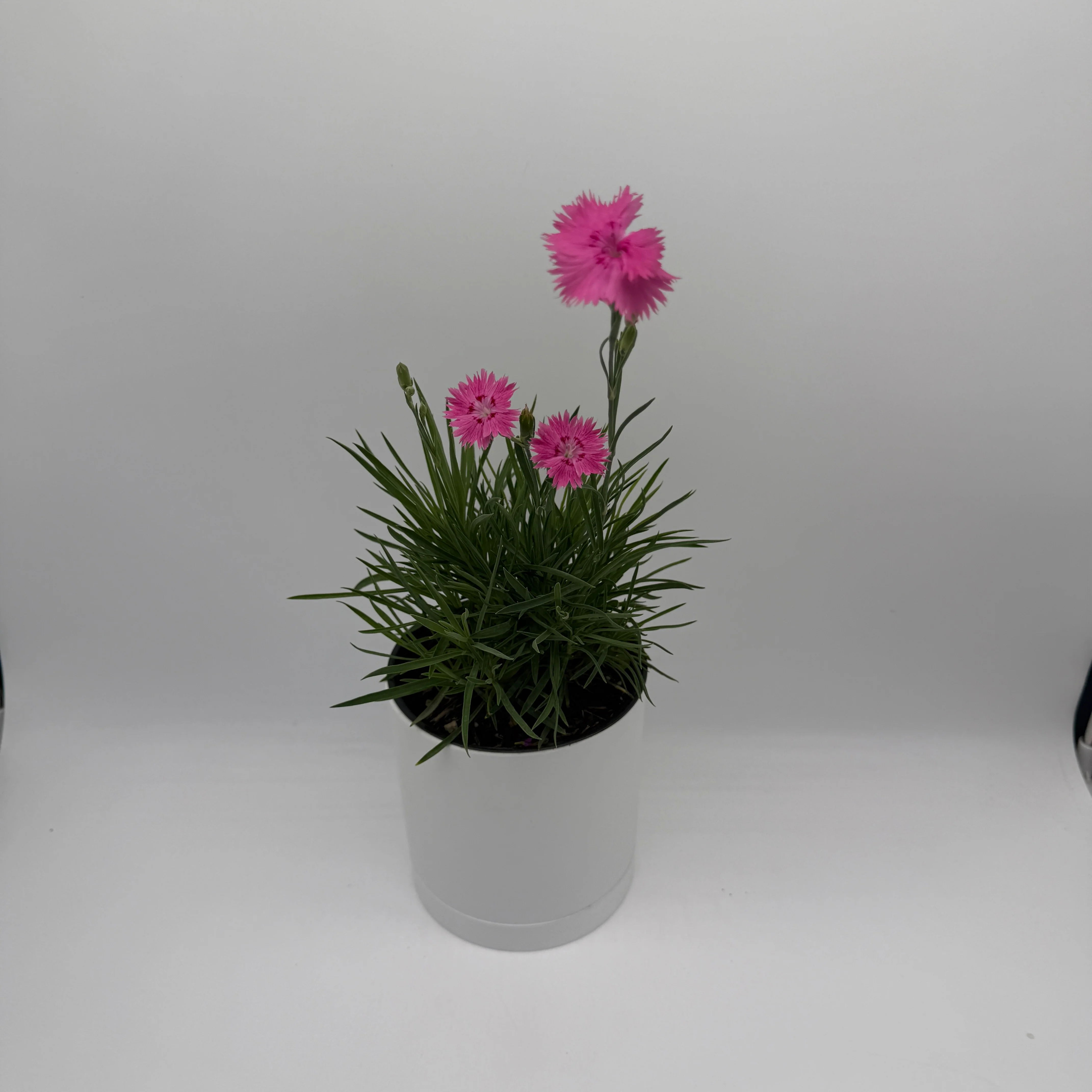 Firewitch Dianthus - Image 3