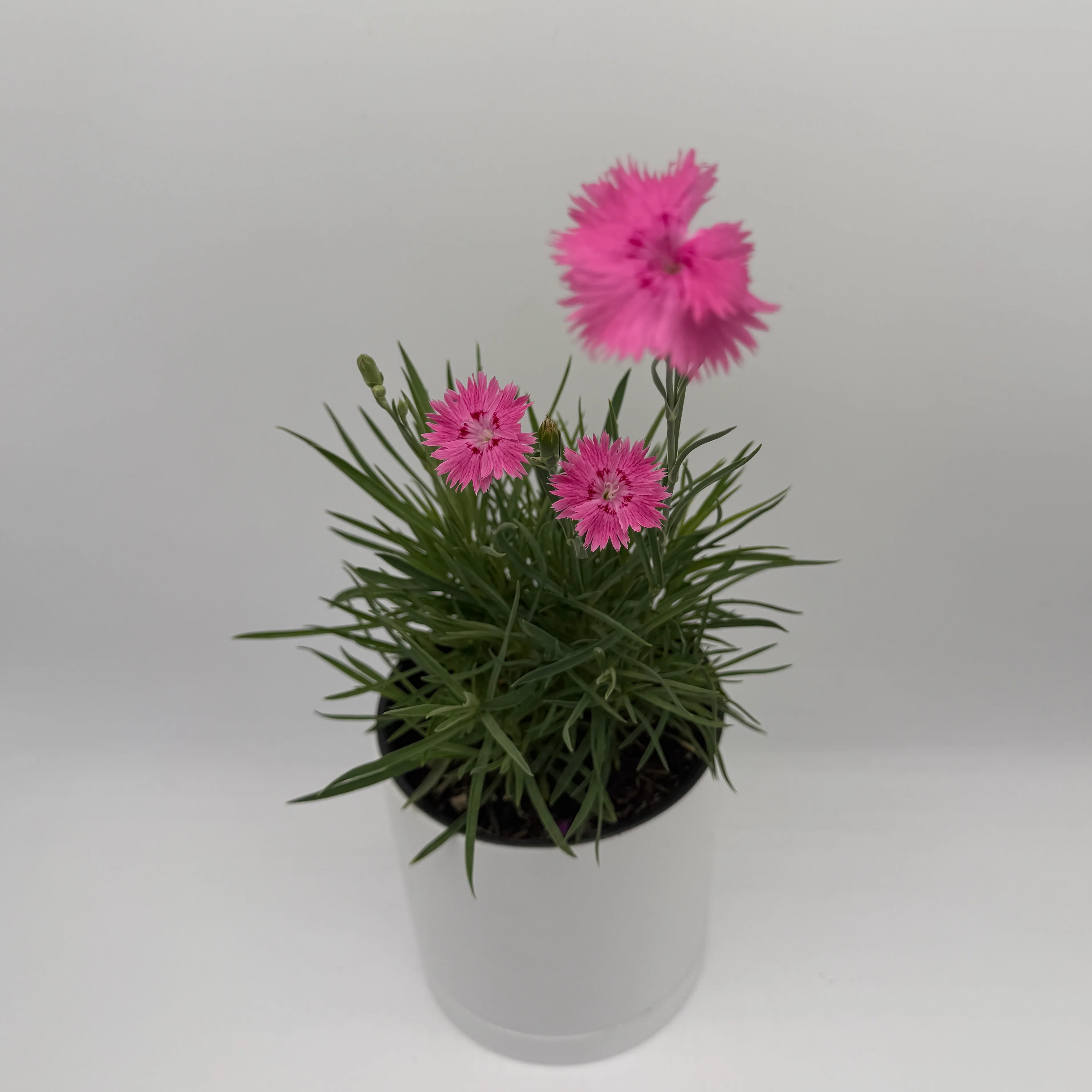 Firewitch Dianthus - Image 4