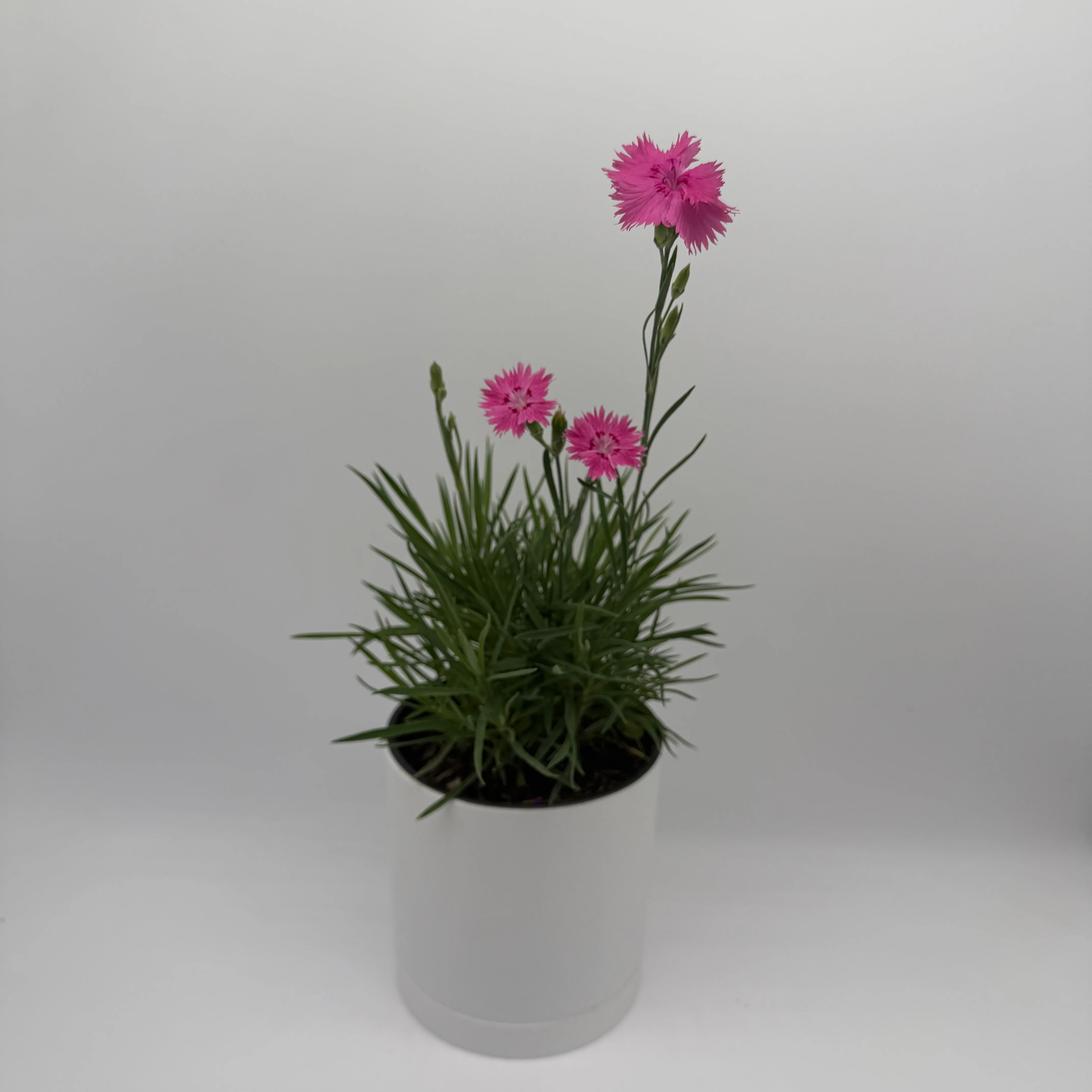Firewitch Dianthus - Image 5