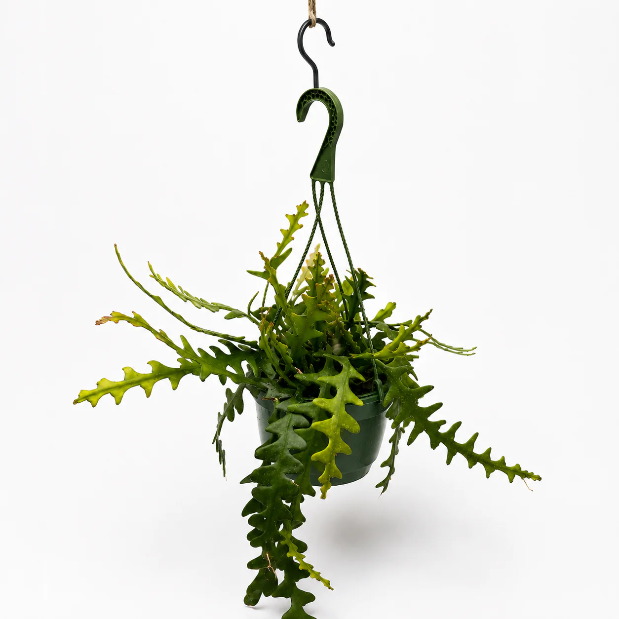 Fishbone Cactus - Image 3