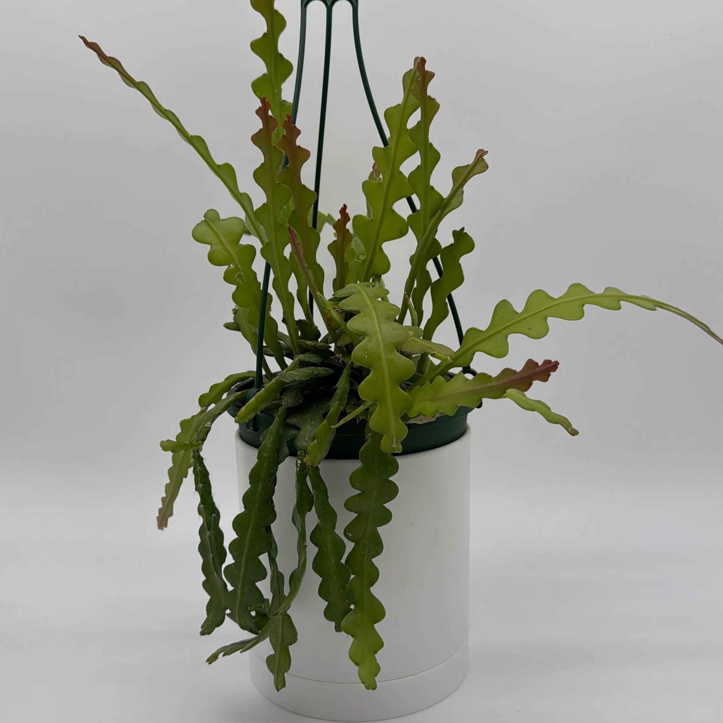 Fishbone Cactus - Image 4