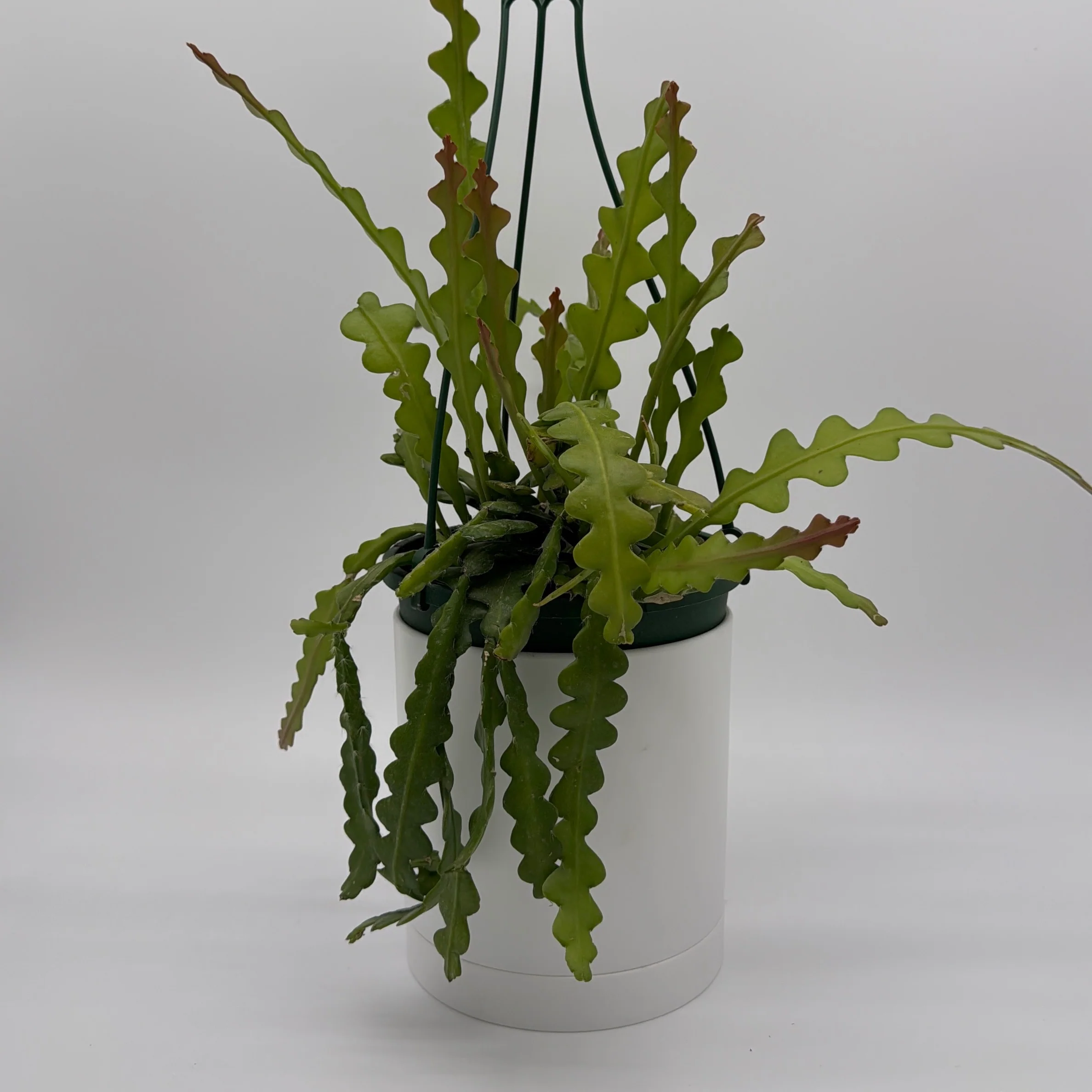 Fishbone Cactus - Image 5
