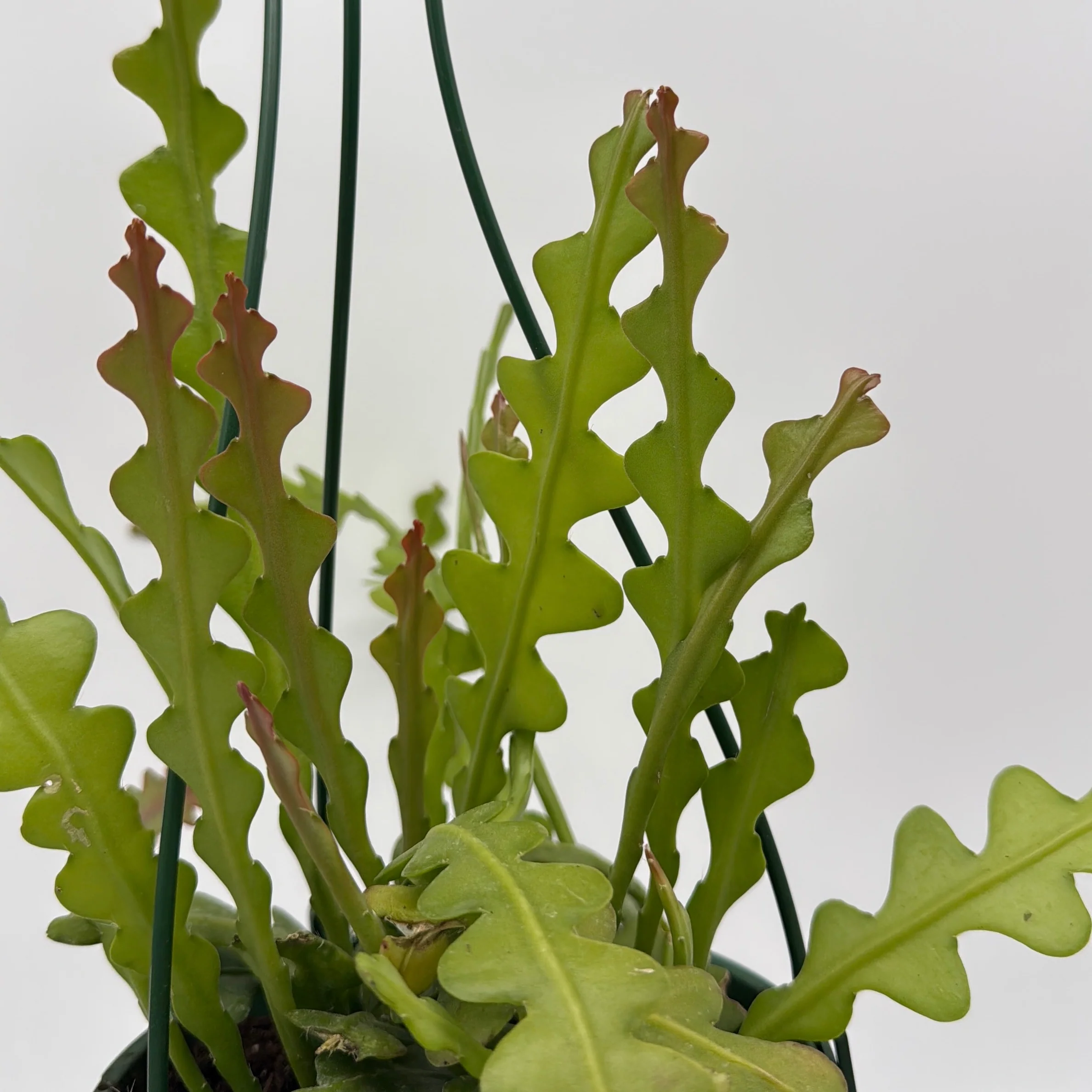 Fishbone Cactus - Image 6