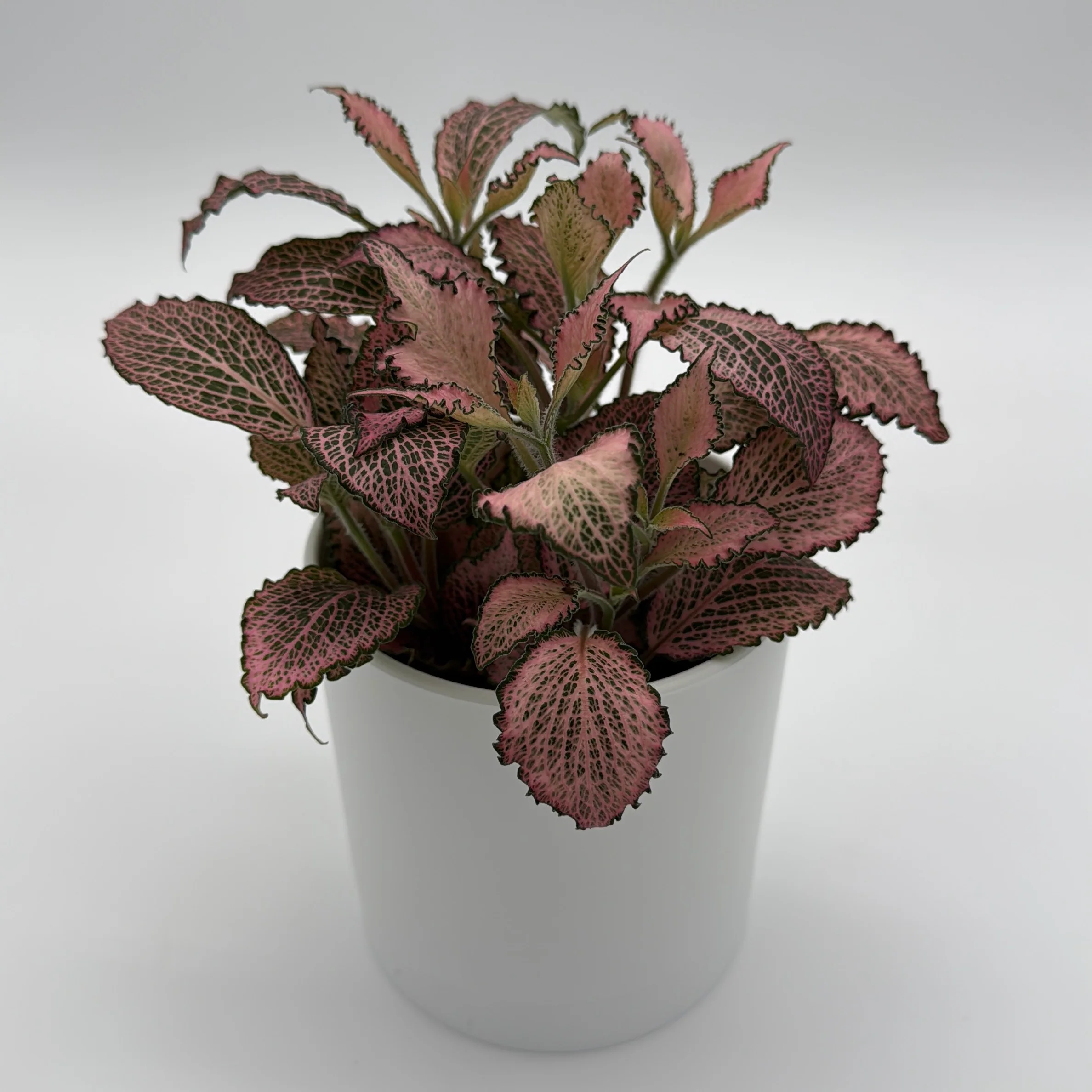 Fittonia Fairy Tail Nerve Plant - Image 2