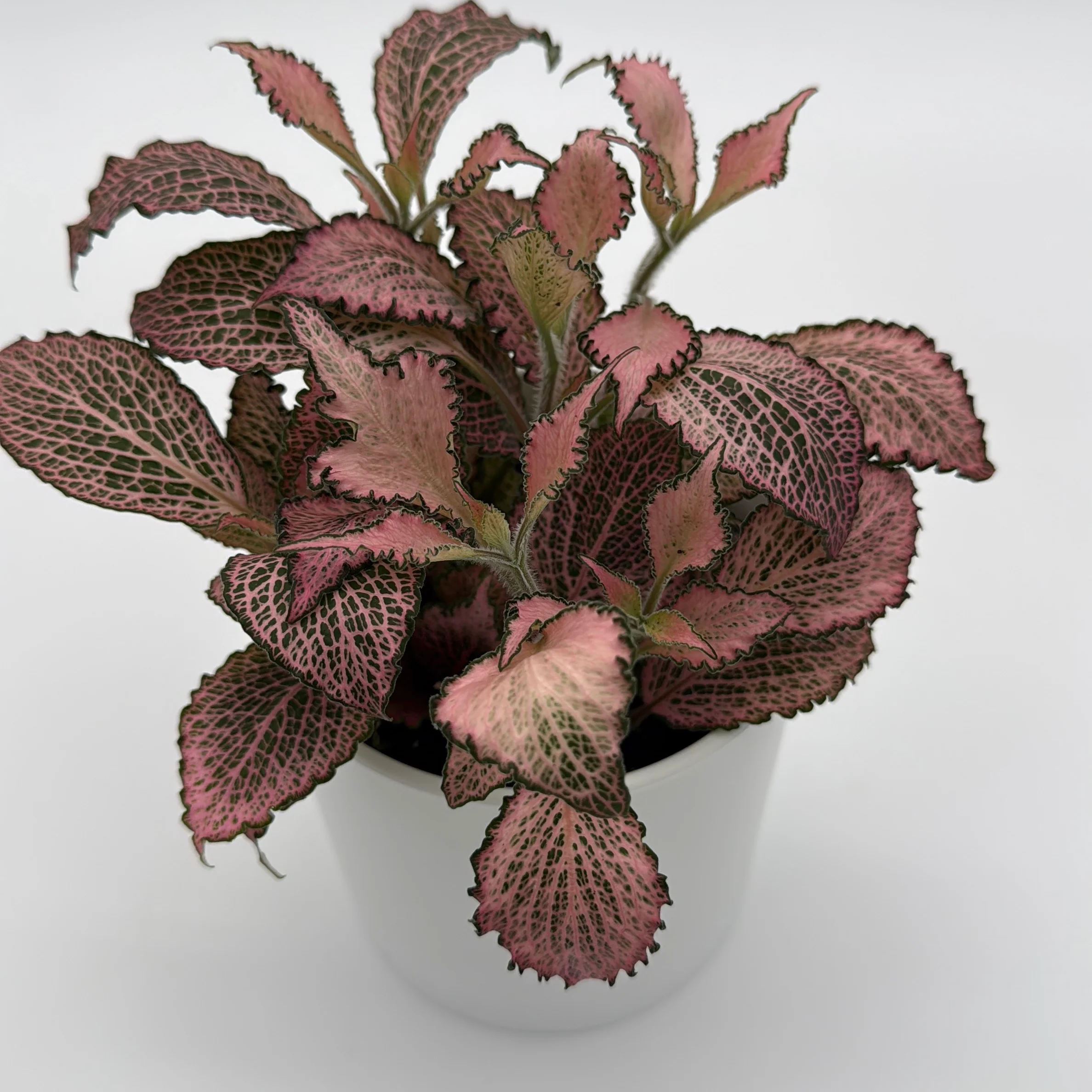 Fittonia Fairy Tail Nerve Plant - Image 3