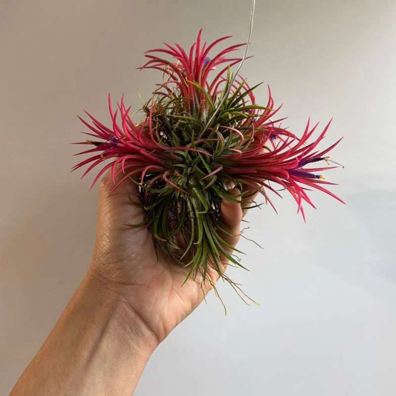 Fuego Ball Tillandsia Ionantha Air Plants Small 1"-2" - Image 2