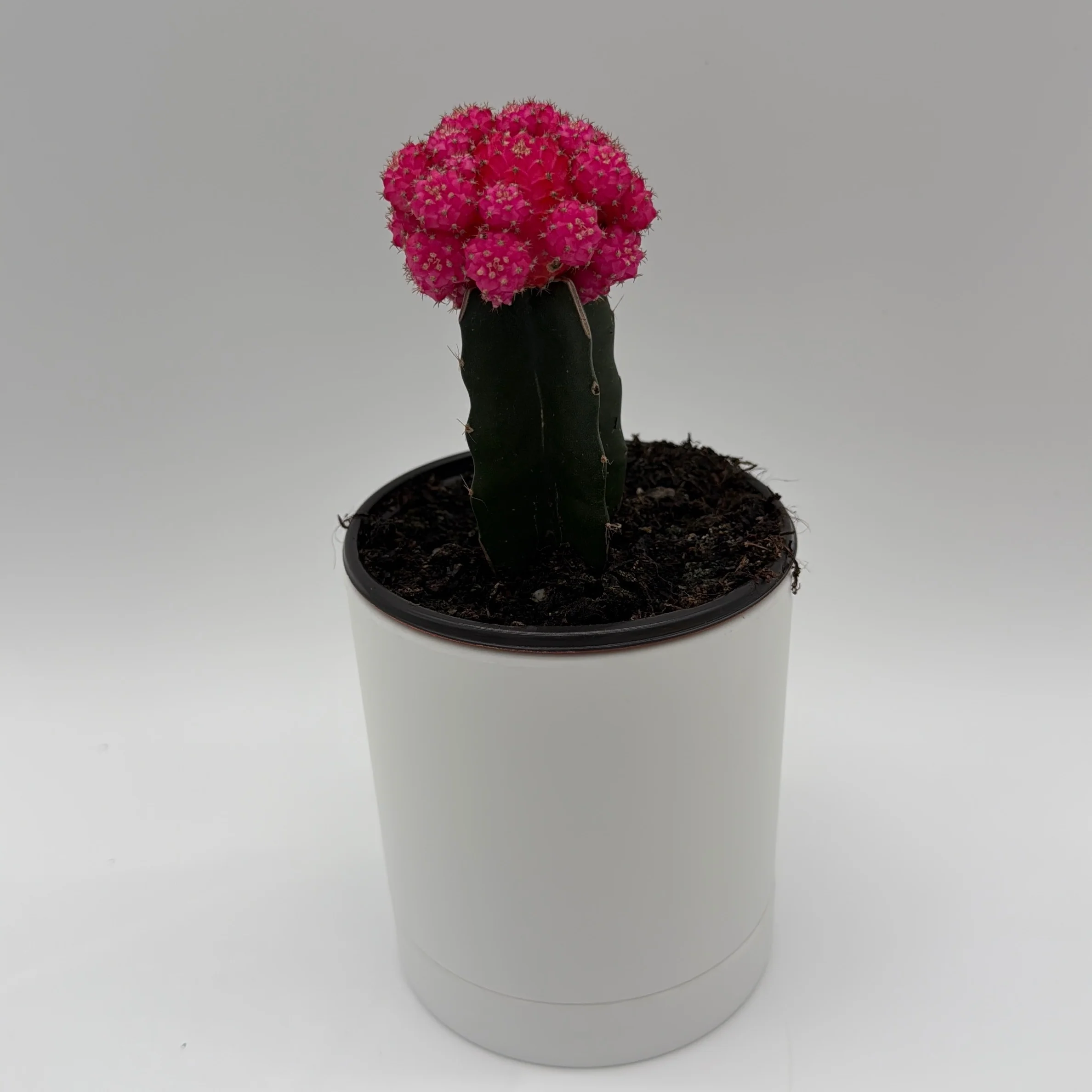 Grafted Cactus Gymnocalycium Mihanovichii (Moon Cactus) - Image 10