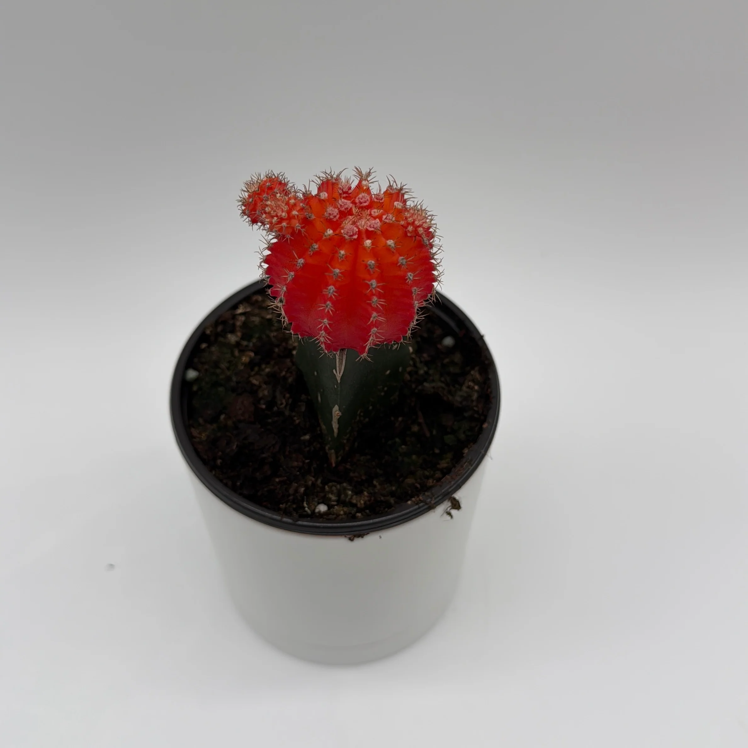 Grafted Cactus Gymnocalycium Mihanovichii (Moon Cactus) - Image 11