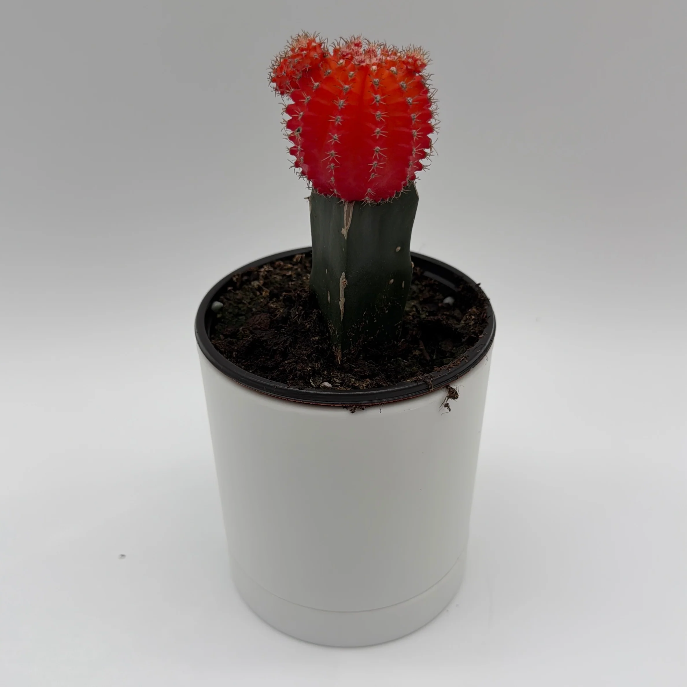 Grafted Cactus Gymnocalycium Mihanovichii (Moon Cactus) - Image 3