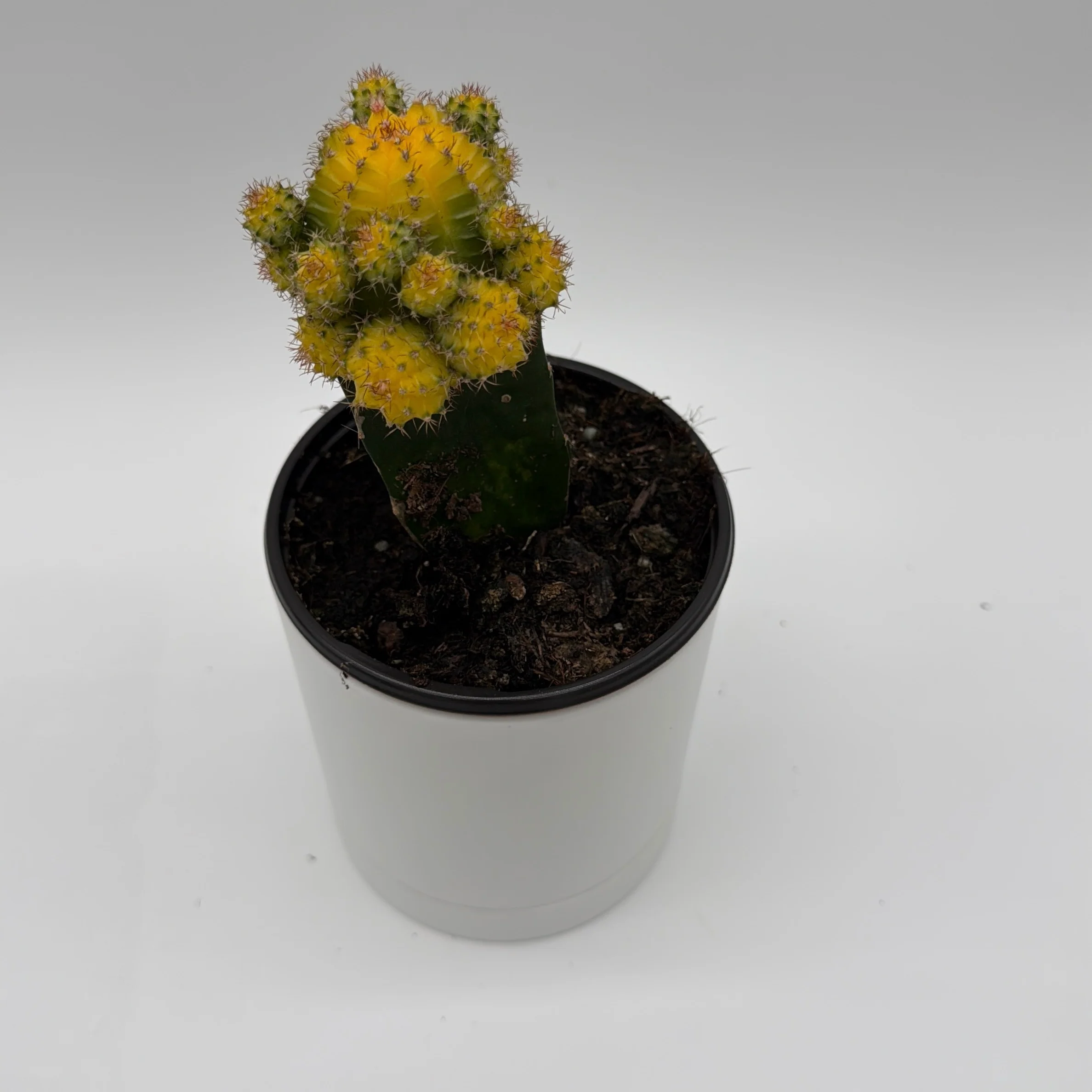 Grafted Cactus Gymnocalycium Mihanovichii (Moon Cactus) - Image 4