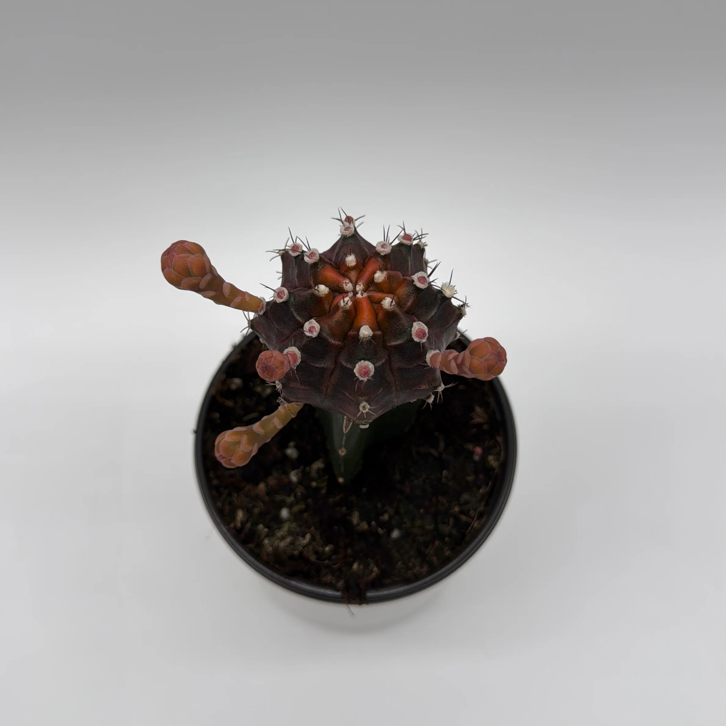 Grafted Cactus Gymnocalycium Mihanovichii (Moon Cactus) - Image 5
