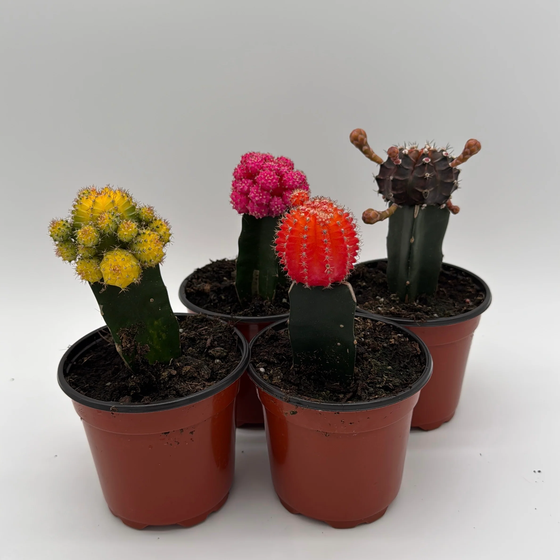 Grafted Cactus Gymnocalycium Mihanovichii (Moon Cactus) - Image 6