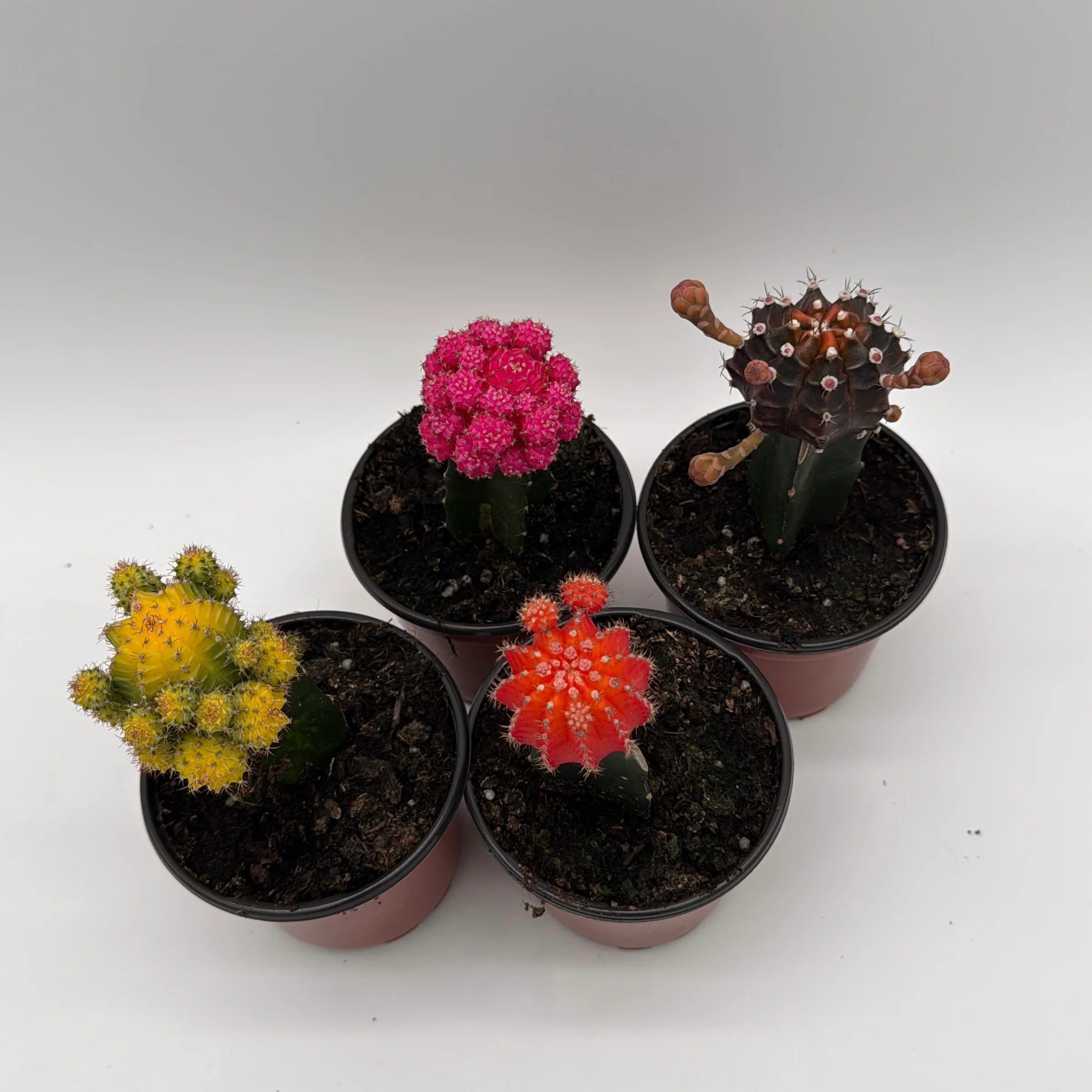 Grafted Cactus Gymnocalycium Mihanovichii (Moon Cactus) - Image 7