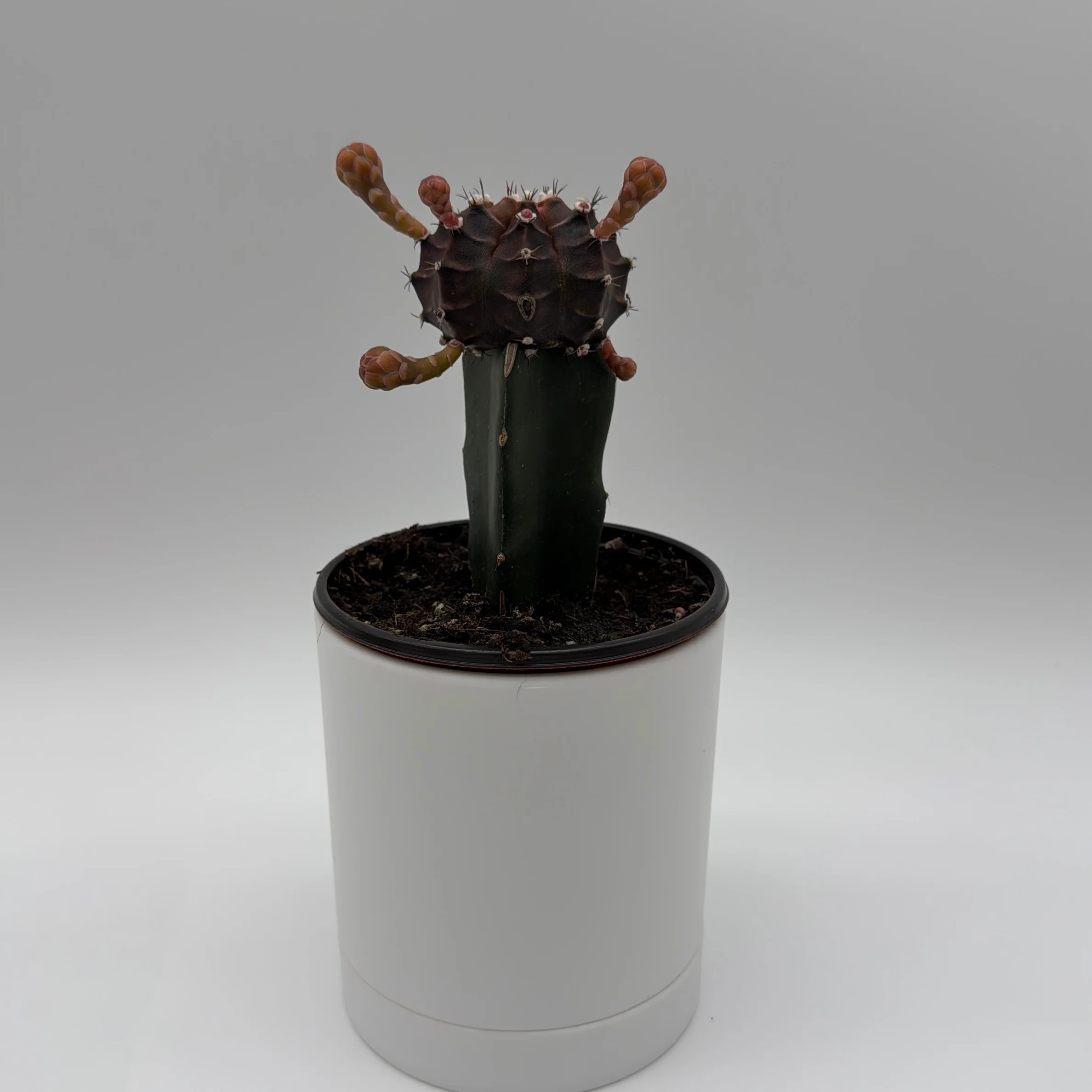 Grafted Cactus Gymnocalycium Mihanovichii (Moon Cactus) - Image 8