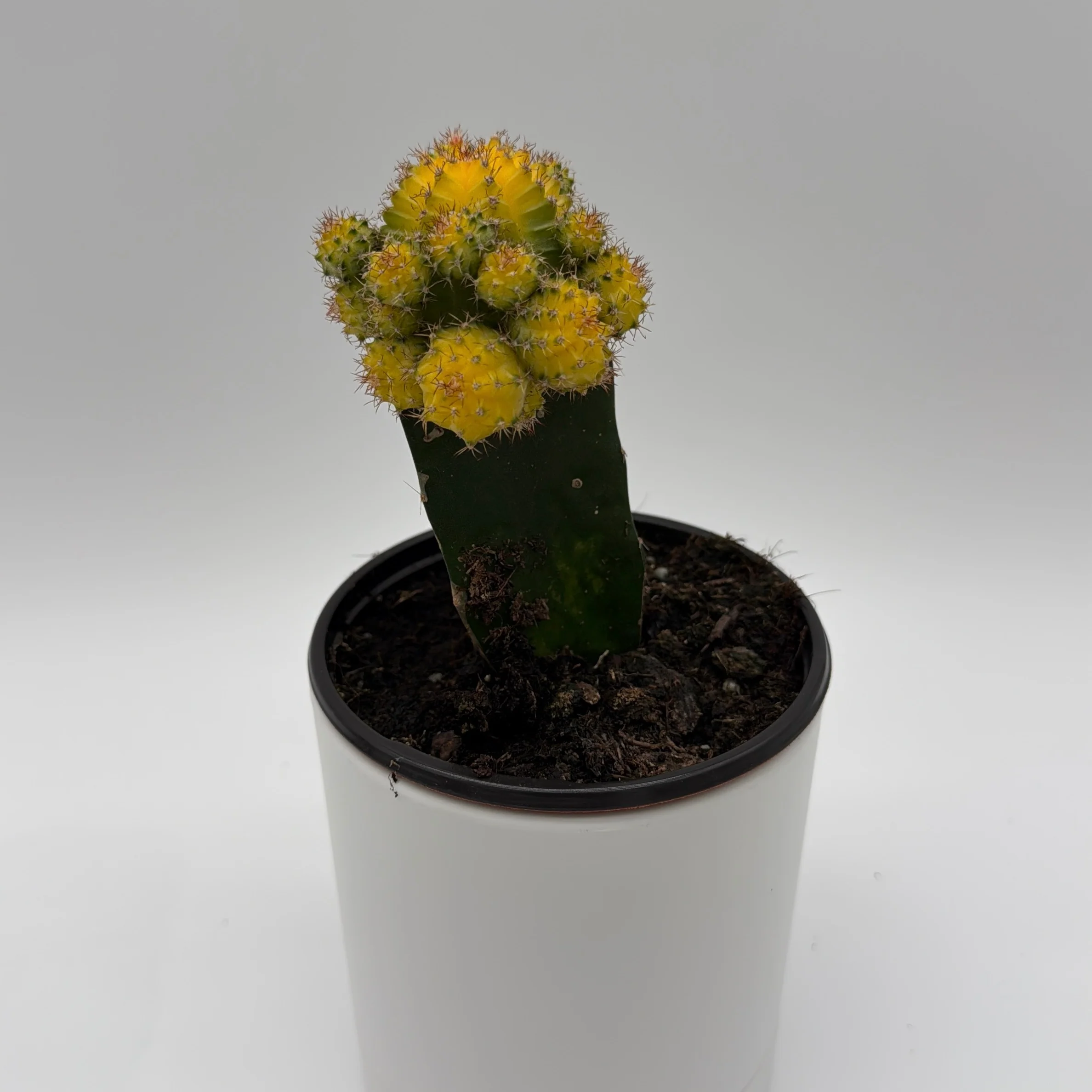Grafted Cactus Gymnocalycium Mihanovichii (Moon Cactus) - Image 9