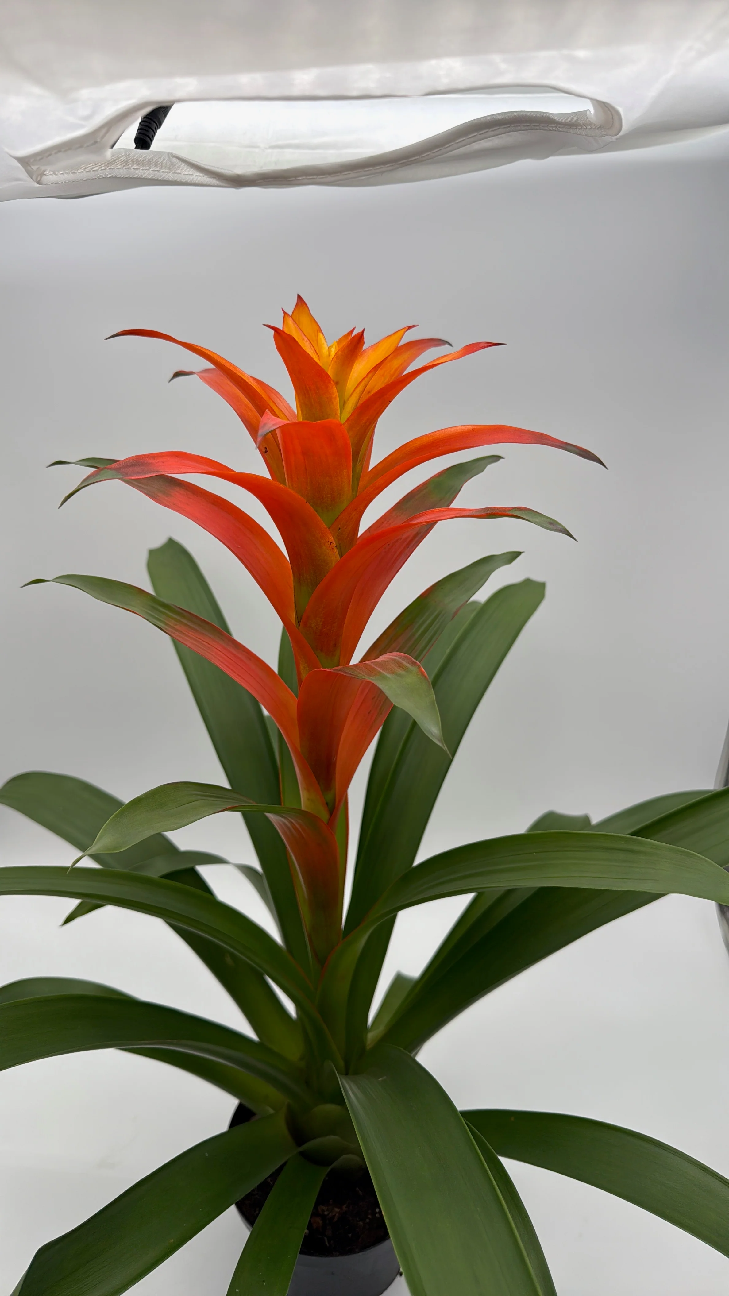 Guzmania Bromeliad - Image 2