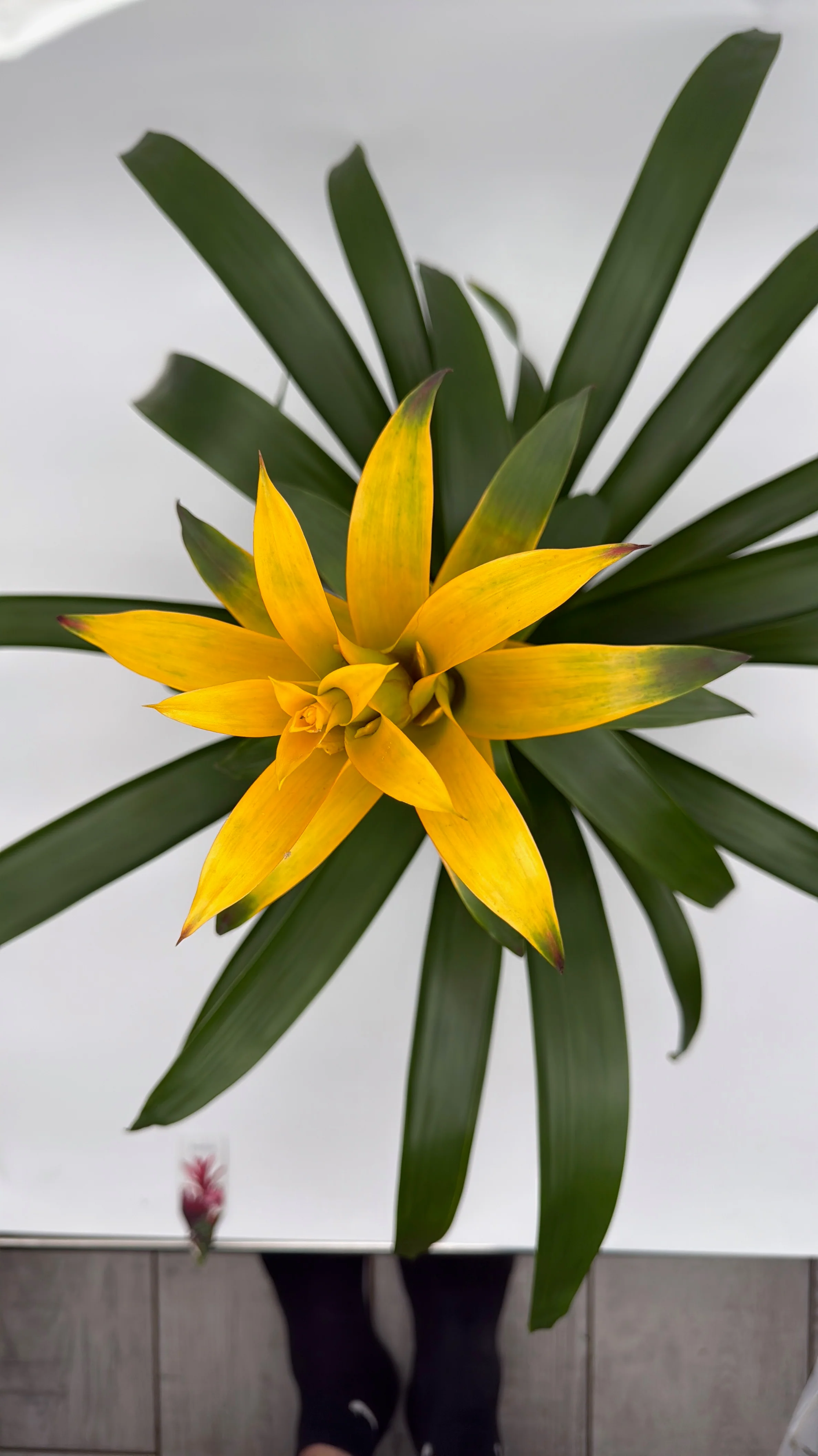 Guzmania Bromeliad - Image 6