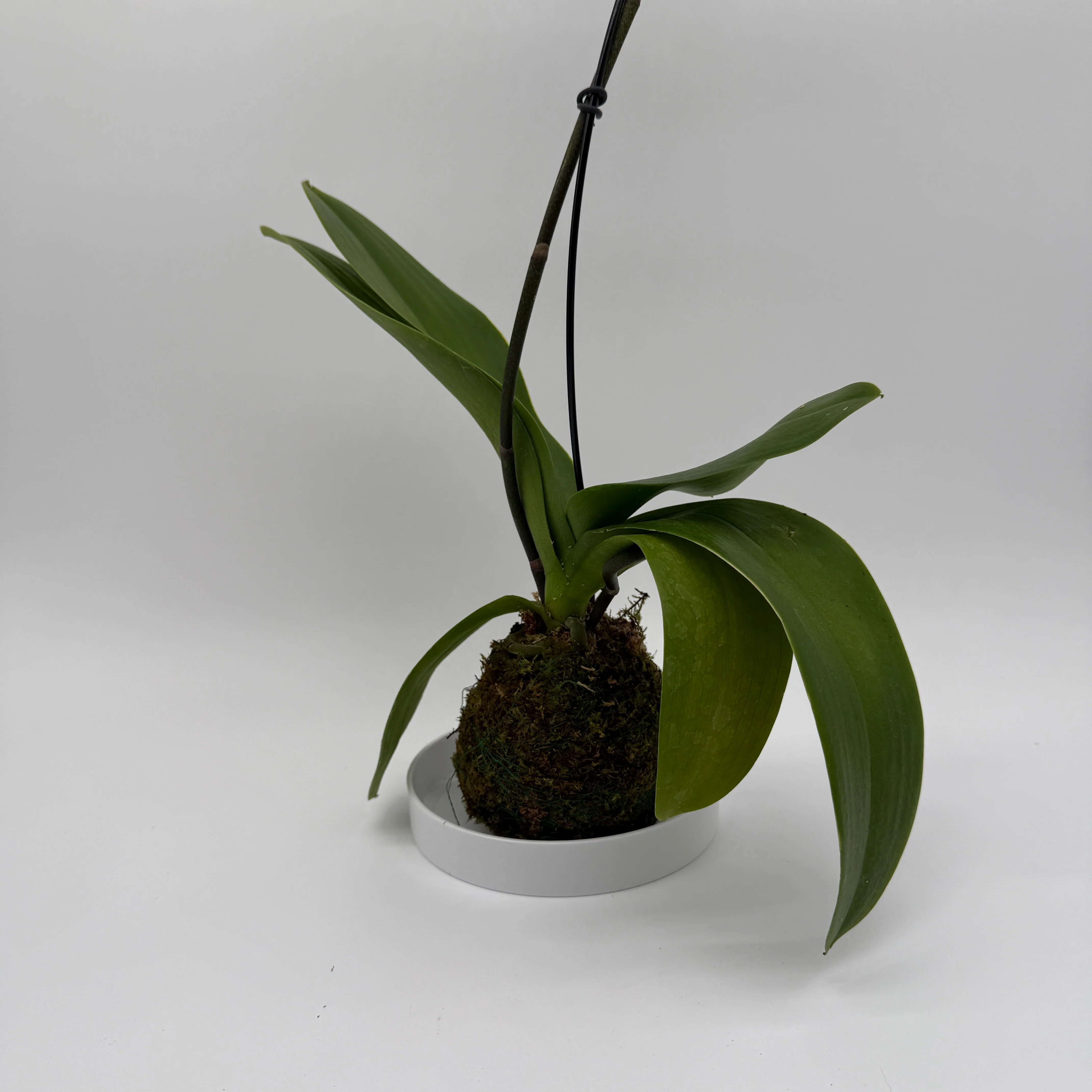 Handmade Kokedama Orchid - Image 3